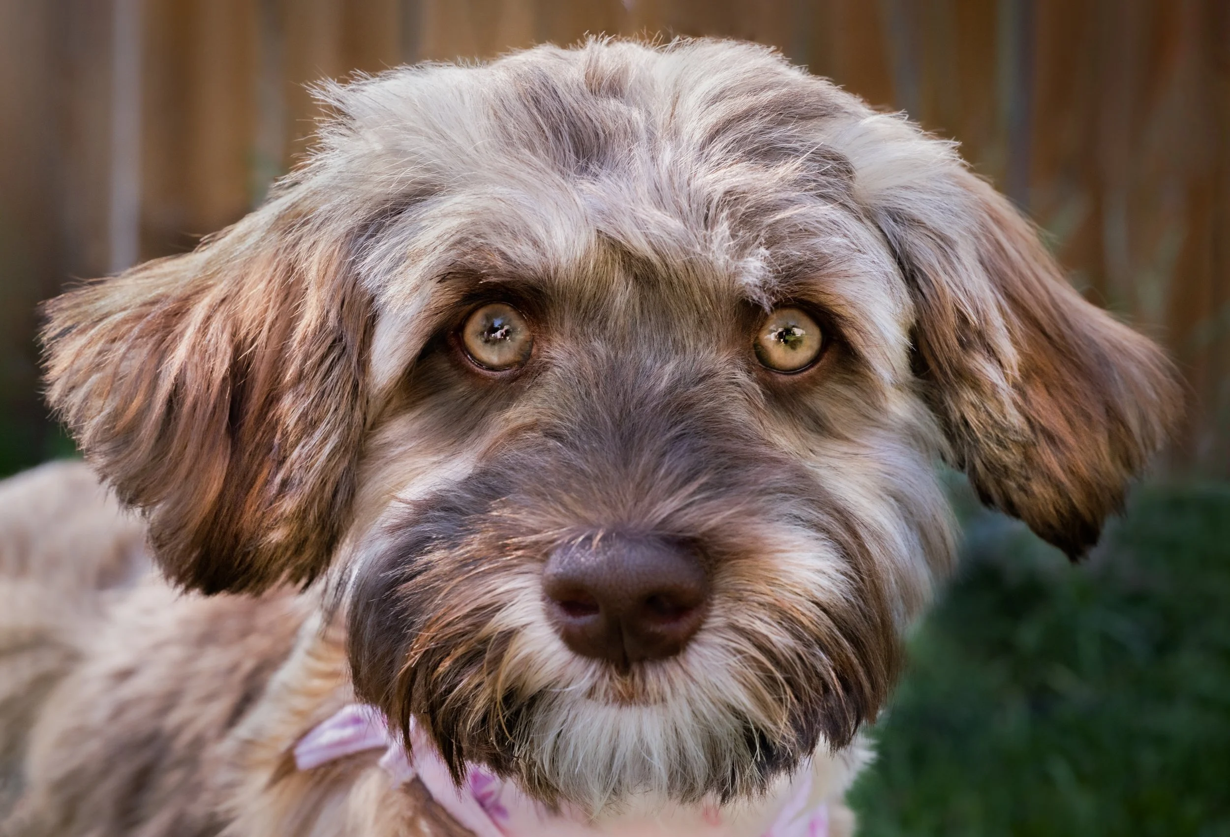 Close-up of a dog with brown and white fur and light eyes, outdoors in front of a wooden fence.