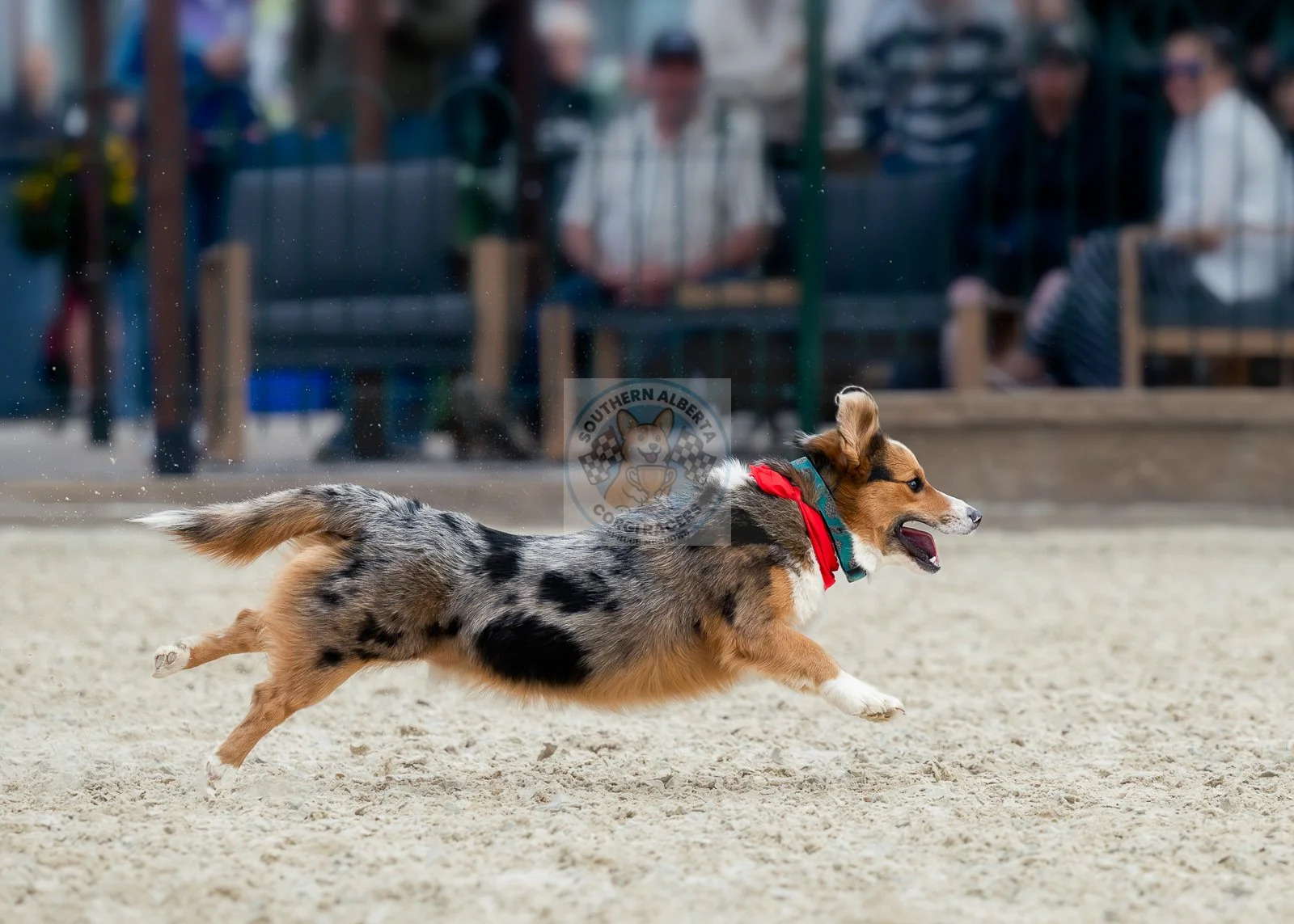 A tricolor corgi dog running on a dirt or sand surface at an outdoor event with people and benches in the background.