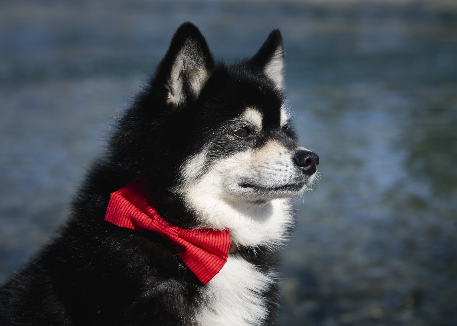 A black and white arctic spitz pomsky dog wearing a red bow tie, sitting outdoors with water in the background.