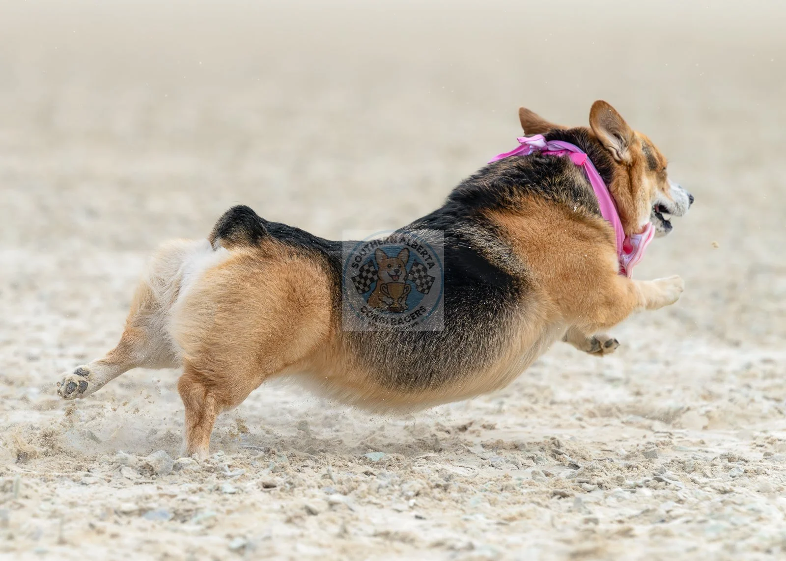 A corgi running on sandy ground, wearing a pink bandana around its neck.