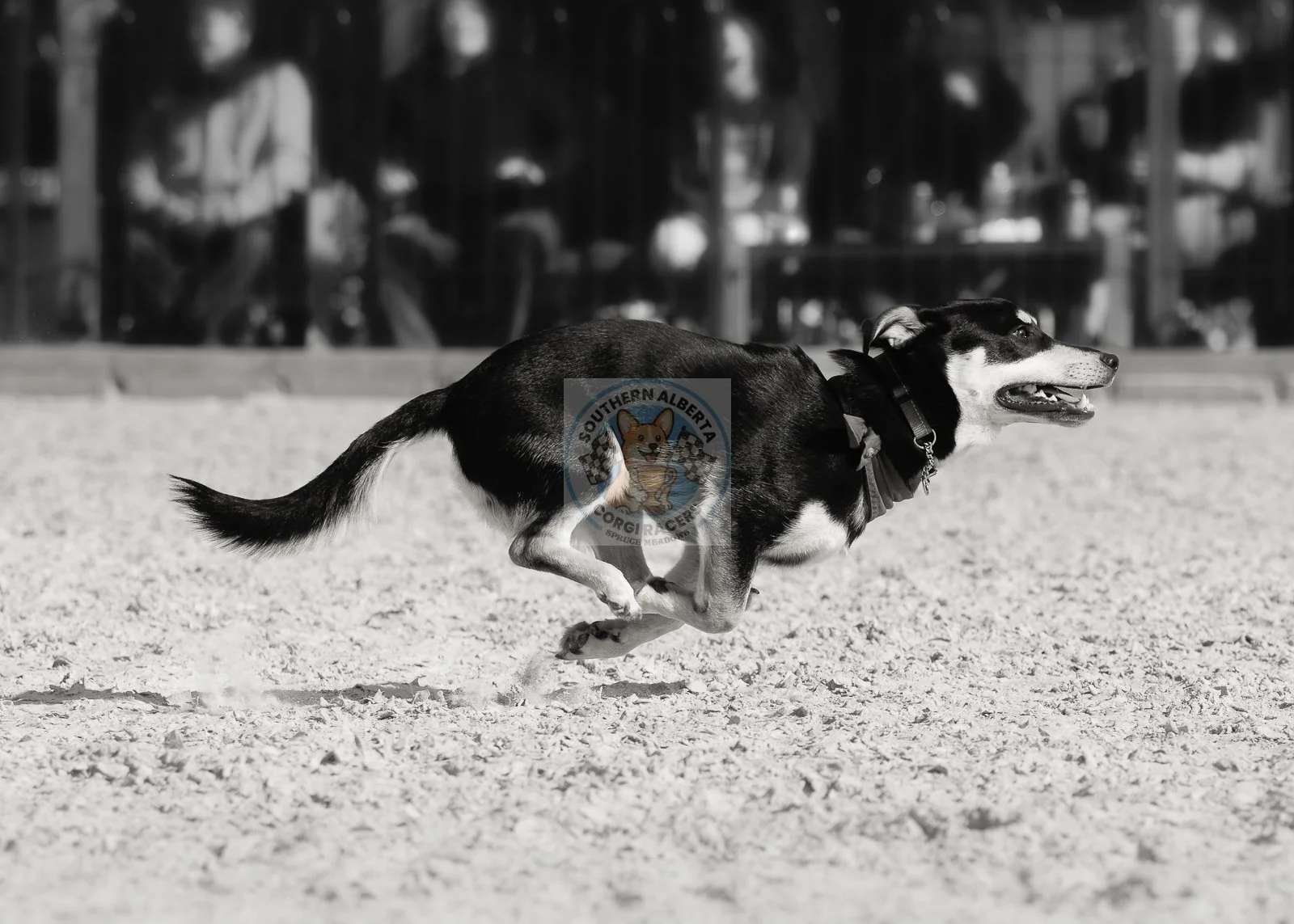 A black and white corgi mixed Breed dog running across a sandy outdoor area.