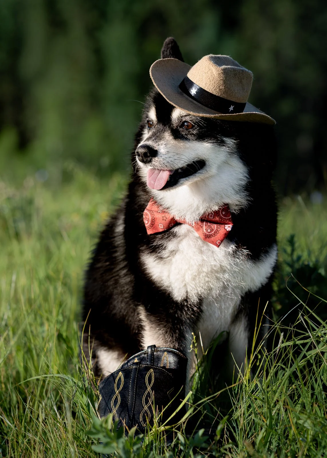 A black and white pomsky dog wearing a cowboy hat, red bandana, and a black boot, sitting in green grass with a blurred natural background.