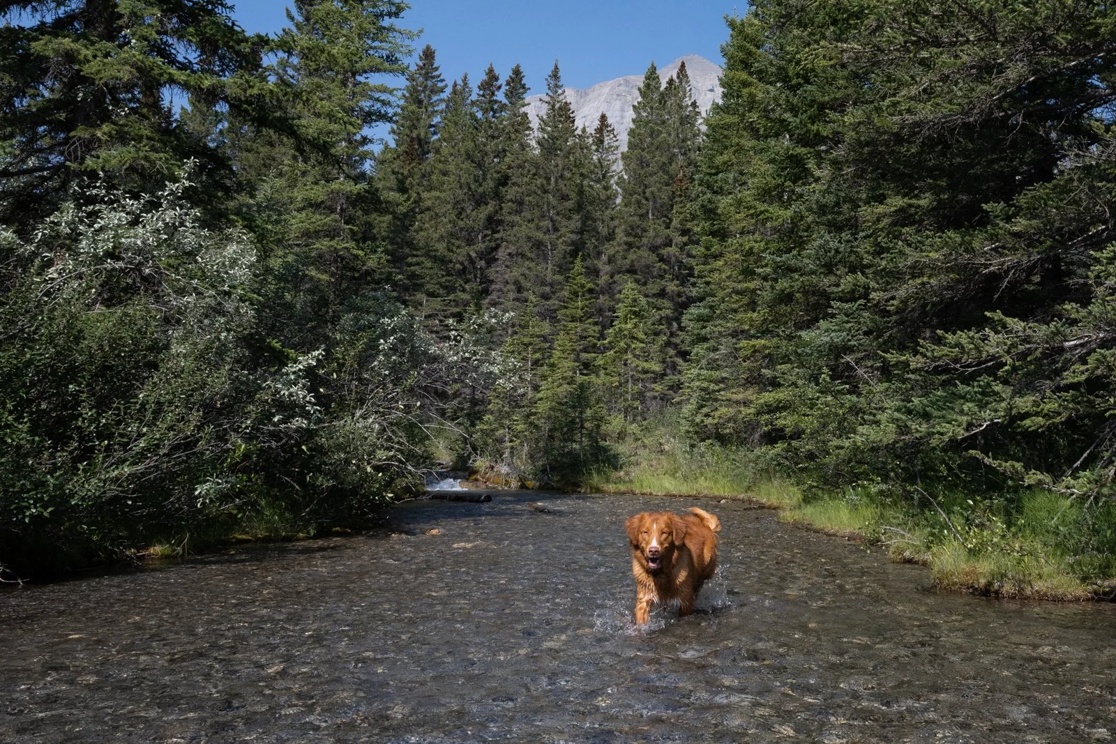 A golden retriever dog standing in a shallow mountain creek surrounded by dense evergreen forest with rocky mountain peaks in the background.