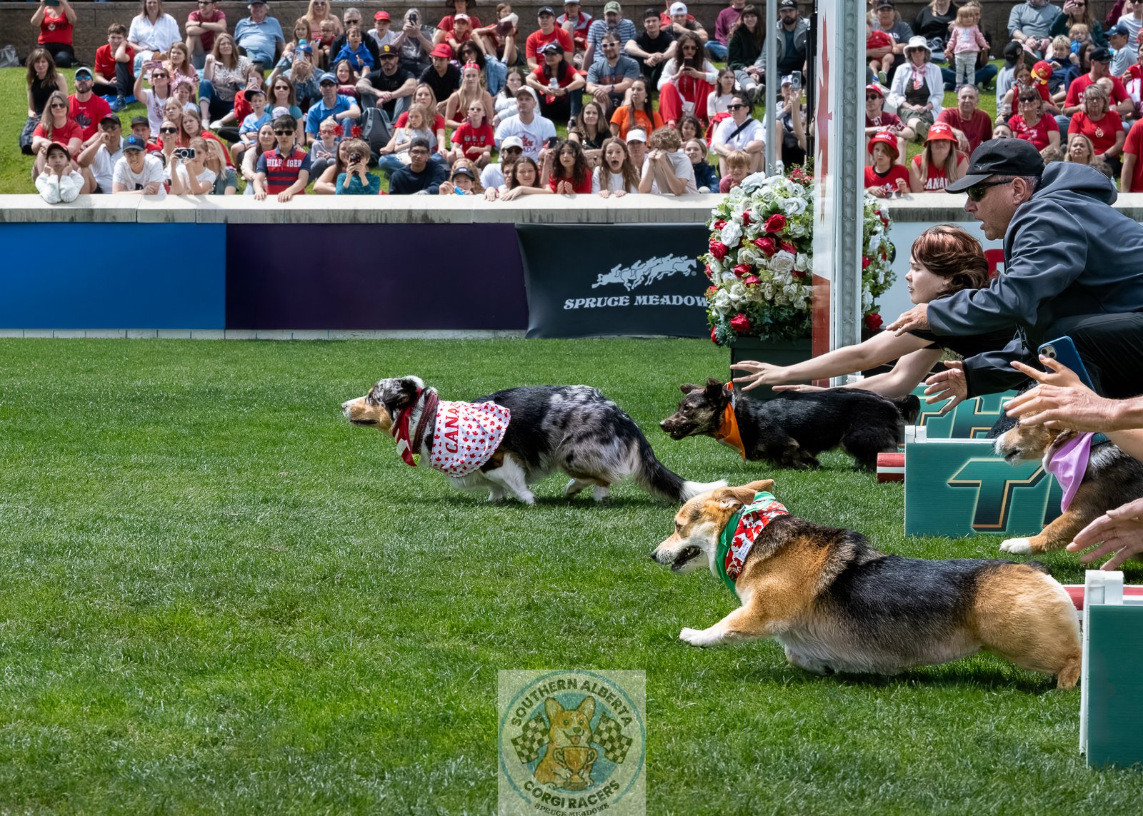 Corgi Racing Finals Canada Day.JPG