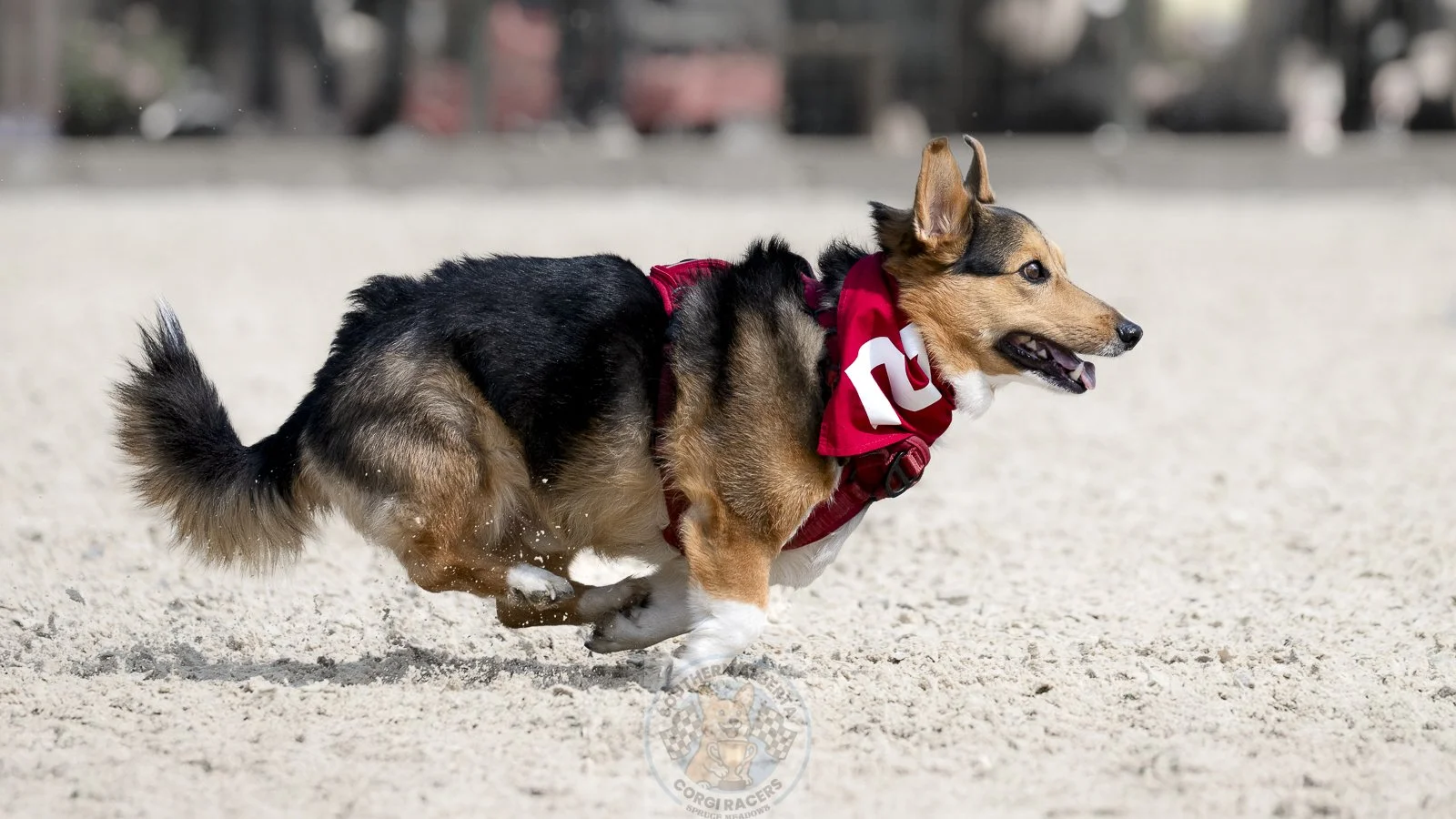 A dog wearing a red jersey with a white number on it, running on a sandy surface.