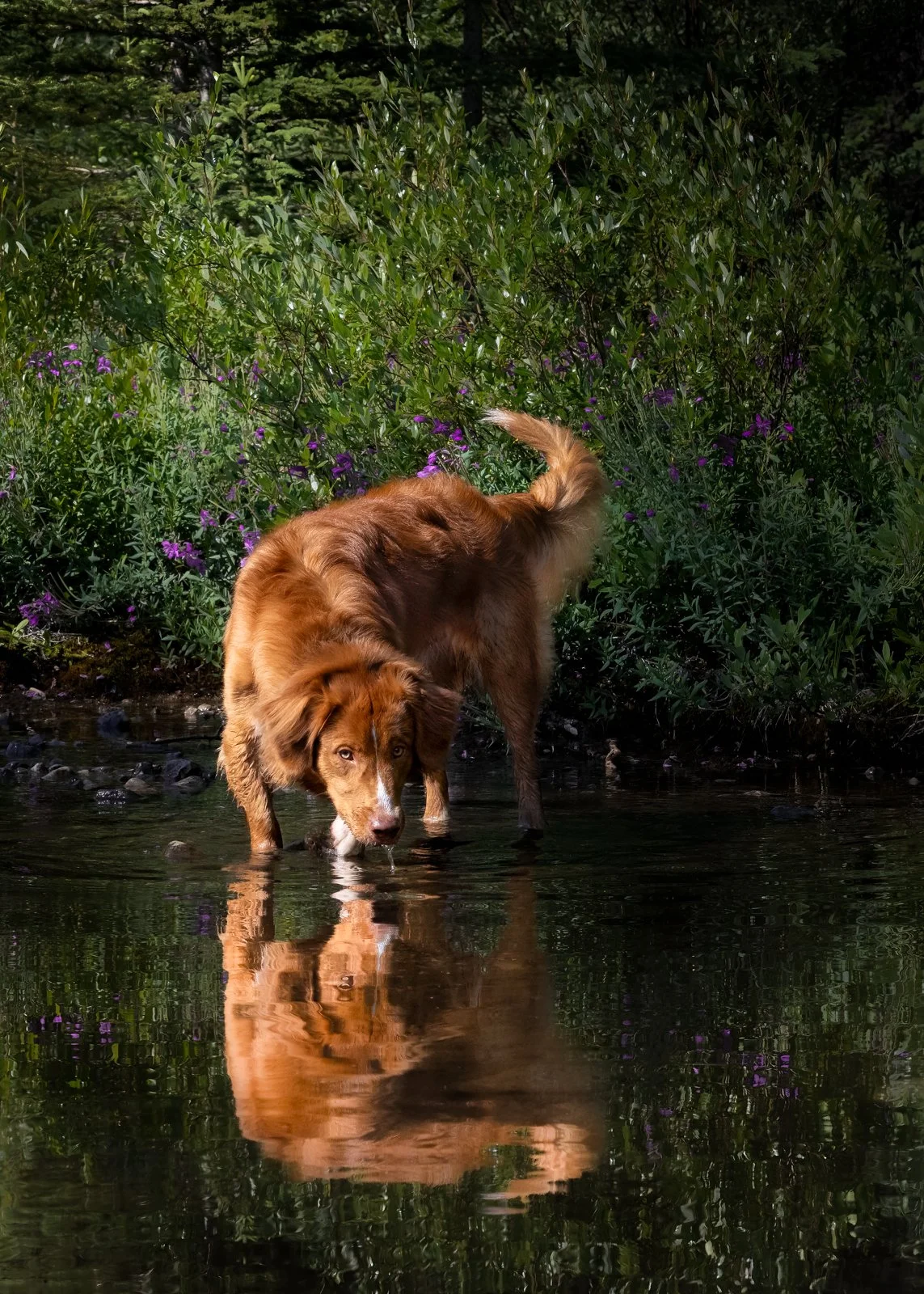 A brown dog standing in shallow water, looking intently at the camera, surrounded by green bushes and purple flowers.