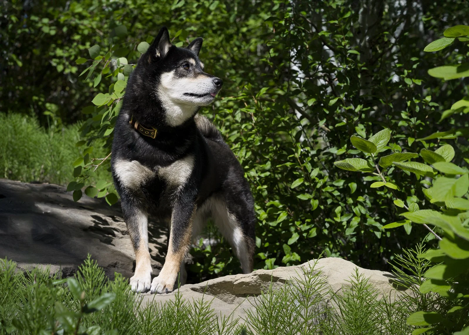 A black and white Shiba Inu dog standing on rocks amidst greenery.