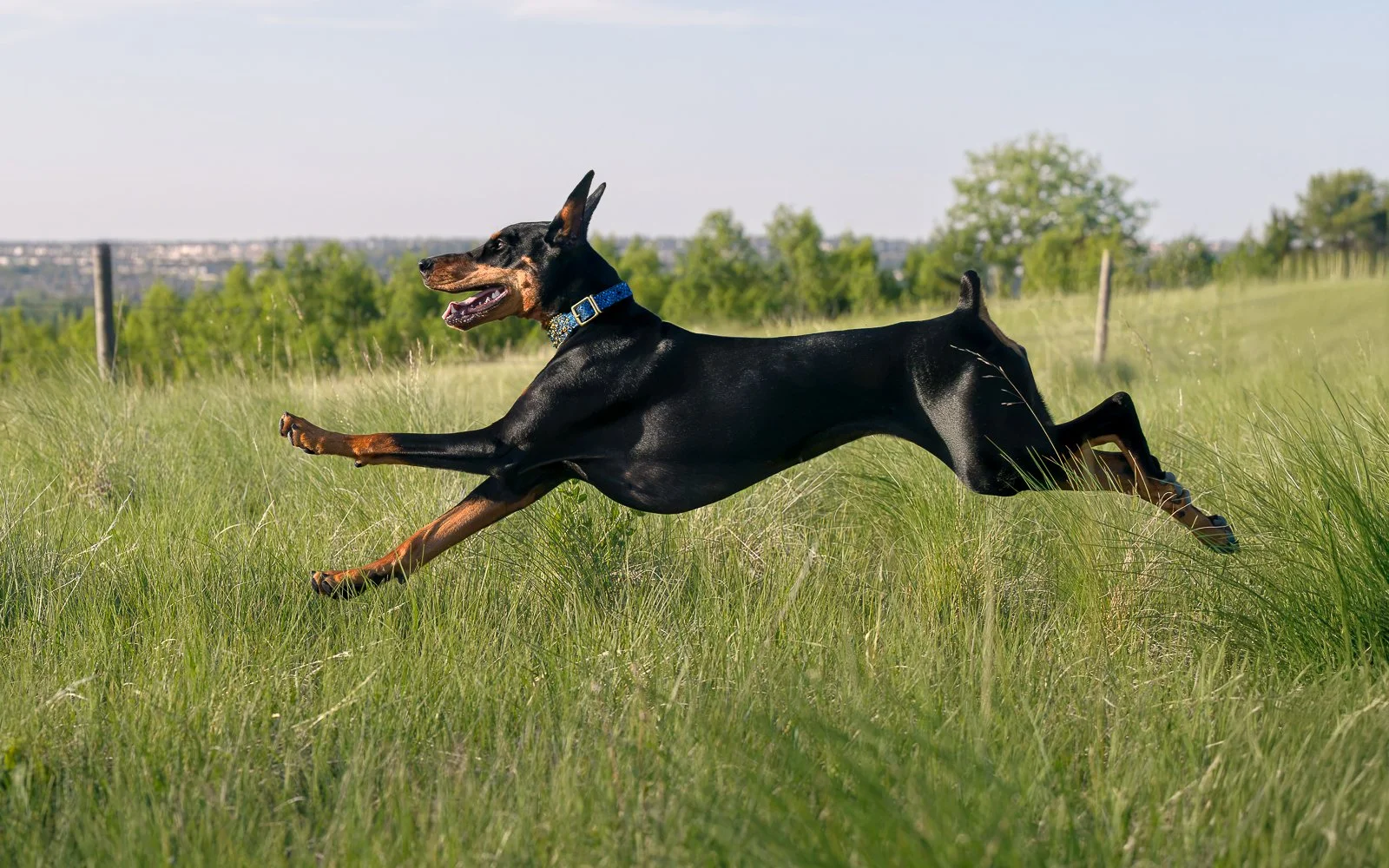 A doberman dog running through a grassy field with trees and a fence in the background on a clear day.