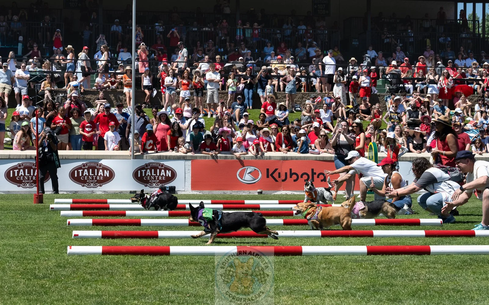Dogs participating in a dog agility race on a grass field with a crowd of spectators watching from stands.