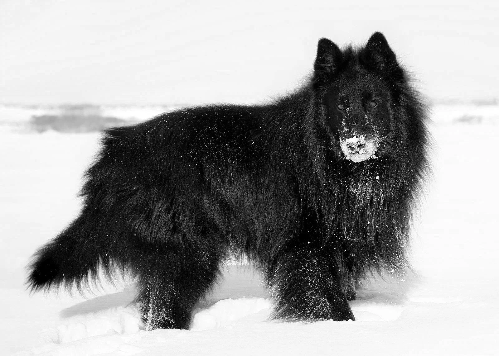A black thick-coated dog standing in snow, with snow on its nose and chest, in a snowy landscape