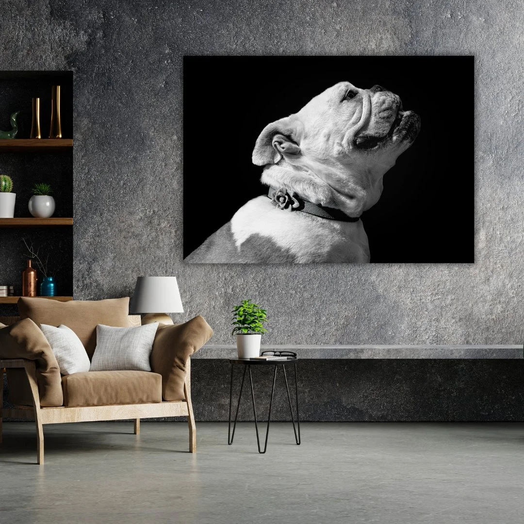 A black-and-white photo of a bulldog with a collar hangs on a gray textured wall in a modern living room.