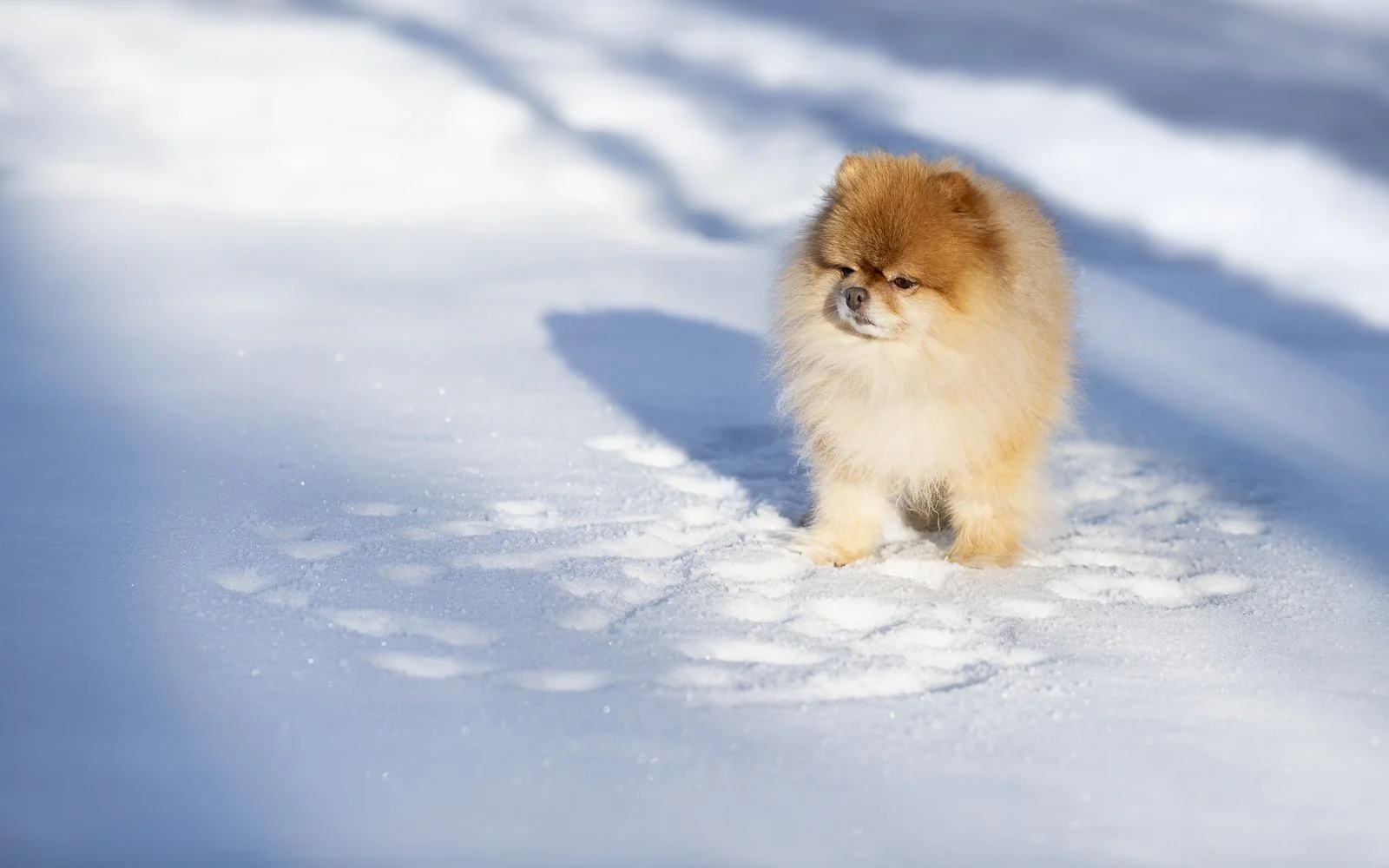 Marshall Pomeranian on snow with footprints.JPG