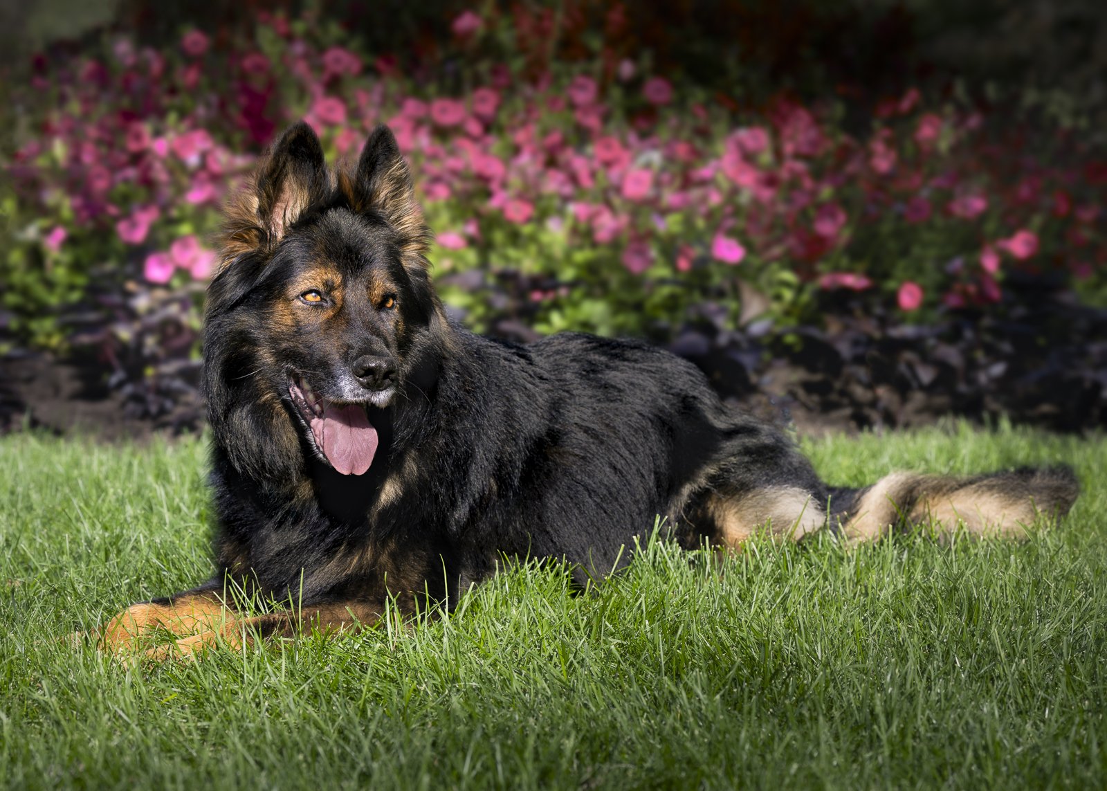 A German shepherd with black and tan fur, lying on grass in front of pink flowers, with its tongue out and ears perked up.