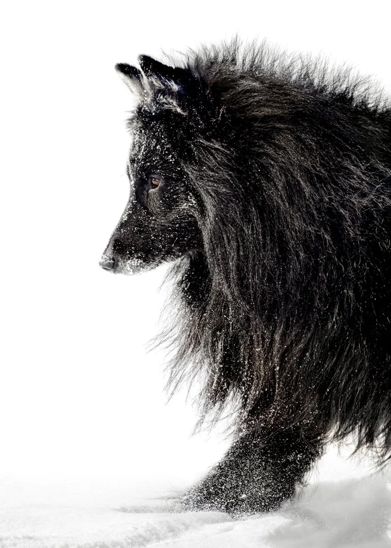 A black dog with long fur standing in the snow, with snow on its face and paw.