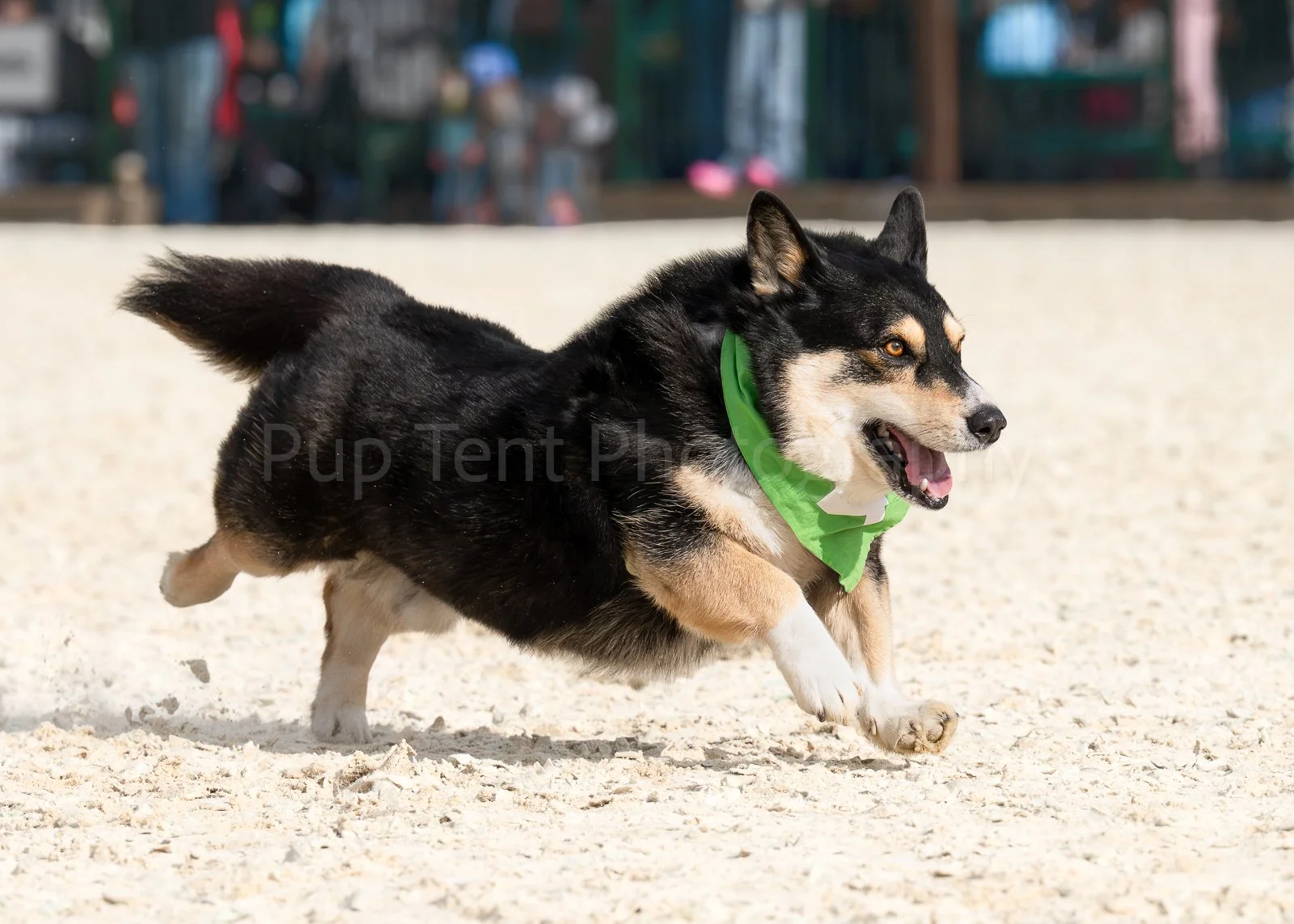 Corgi racing Bodhi racing AB-2.JPG