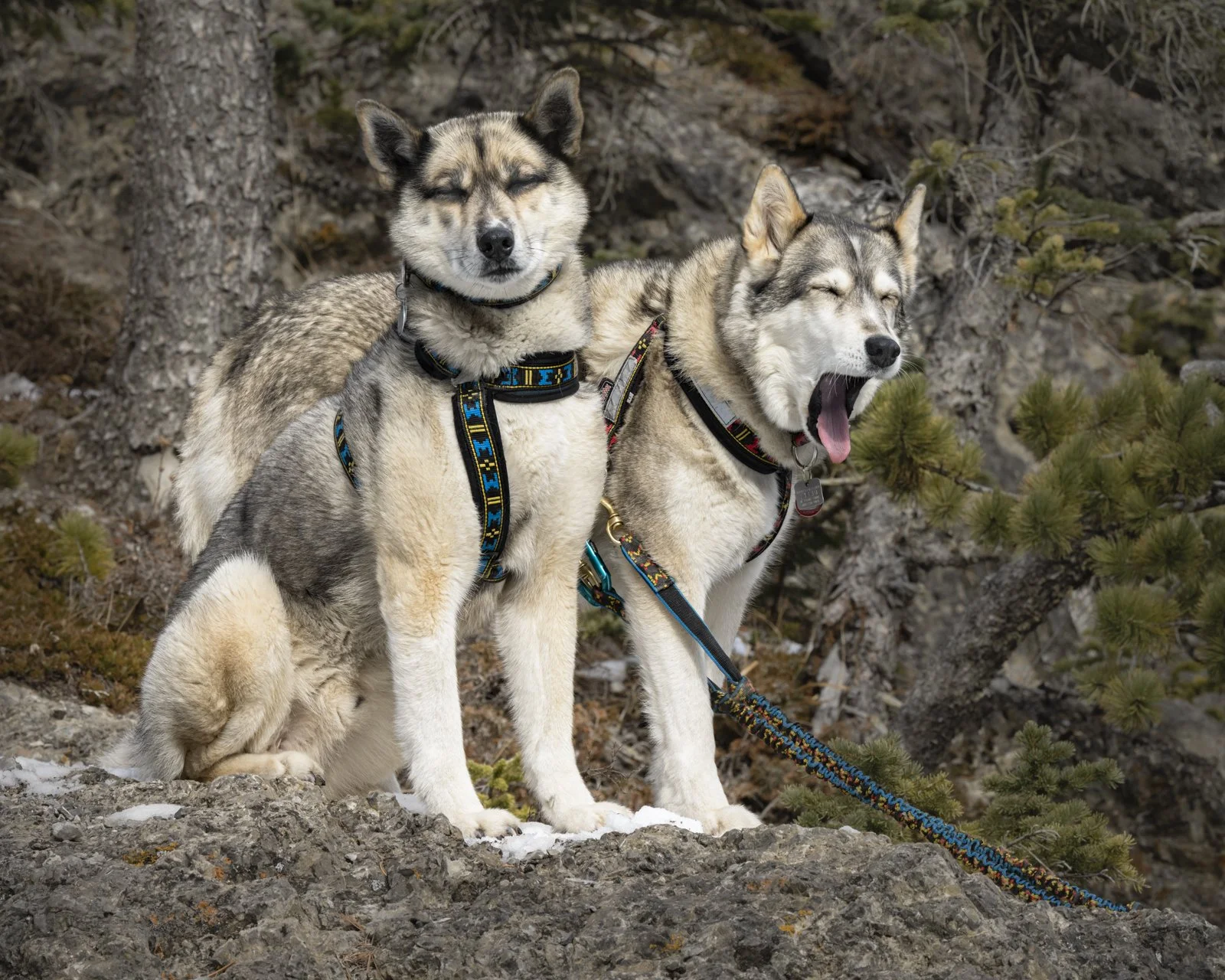 Two huskies in harness on rocky ground in a forested area, one yawning and the other with eyes closed.