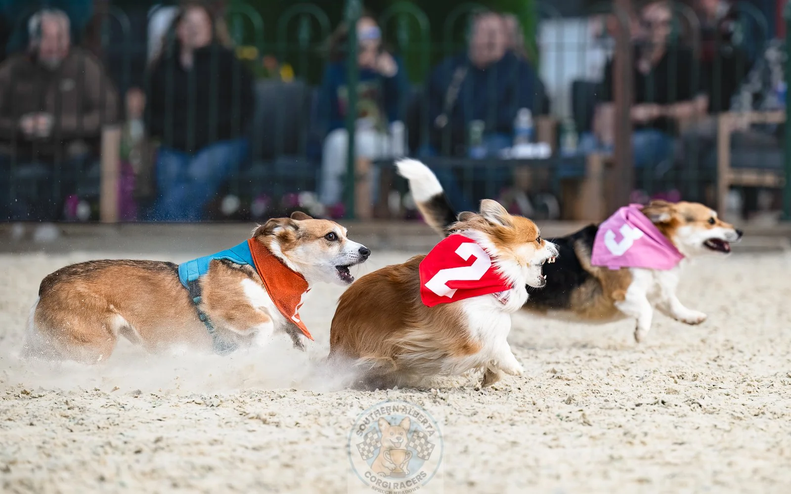 Corgi racing Morty Lily Beau.JPG
