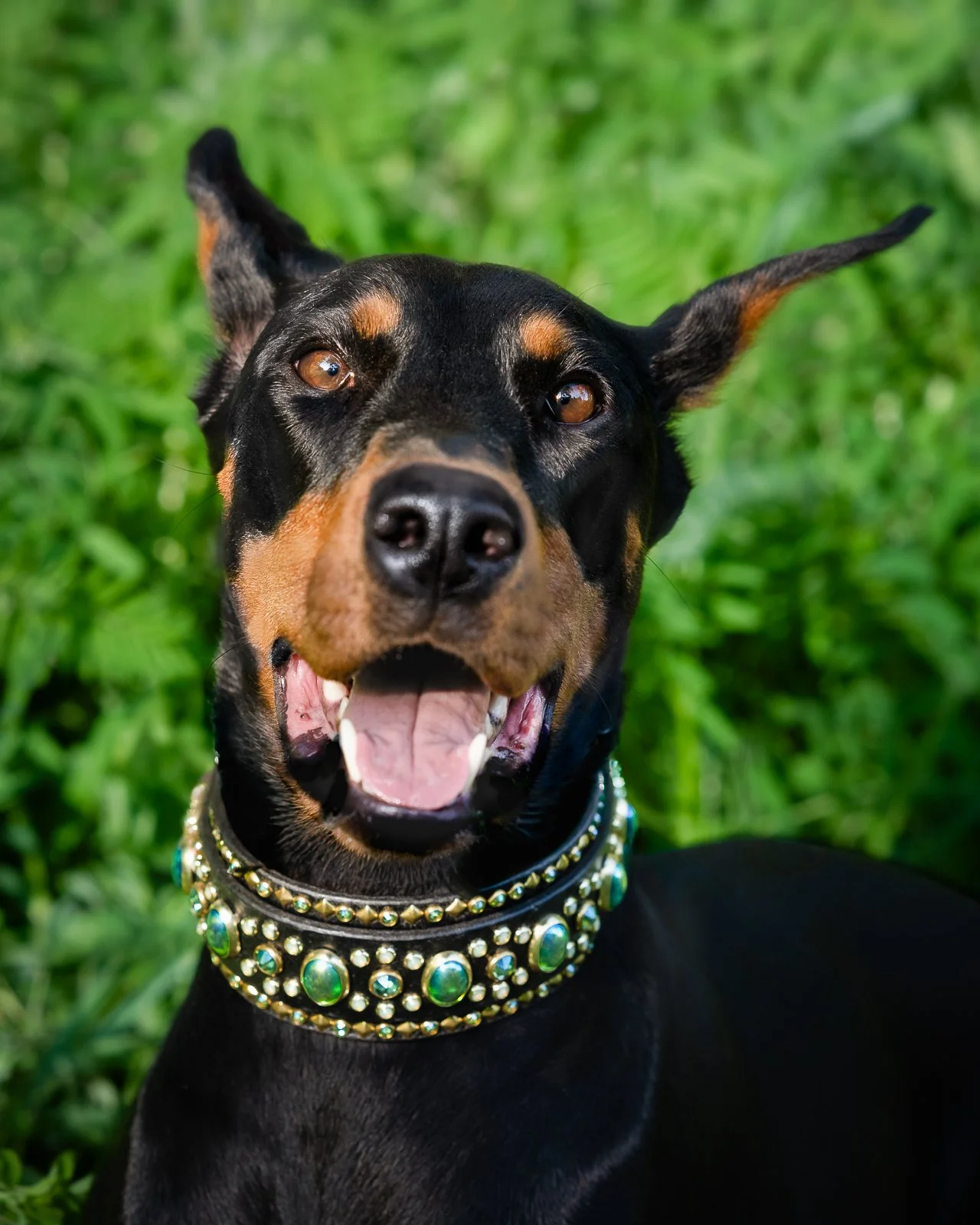 Close-up of a black and tan Doberman dog with an open mouth, wearing a decorative collar with green and gold accents, standing outdoors on green grass.