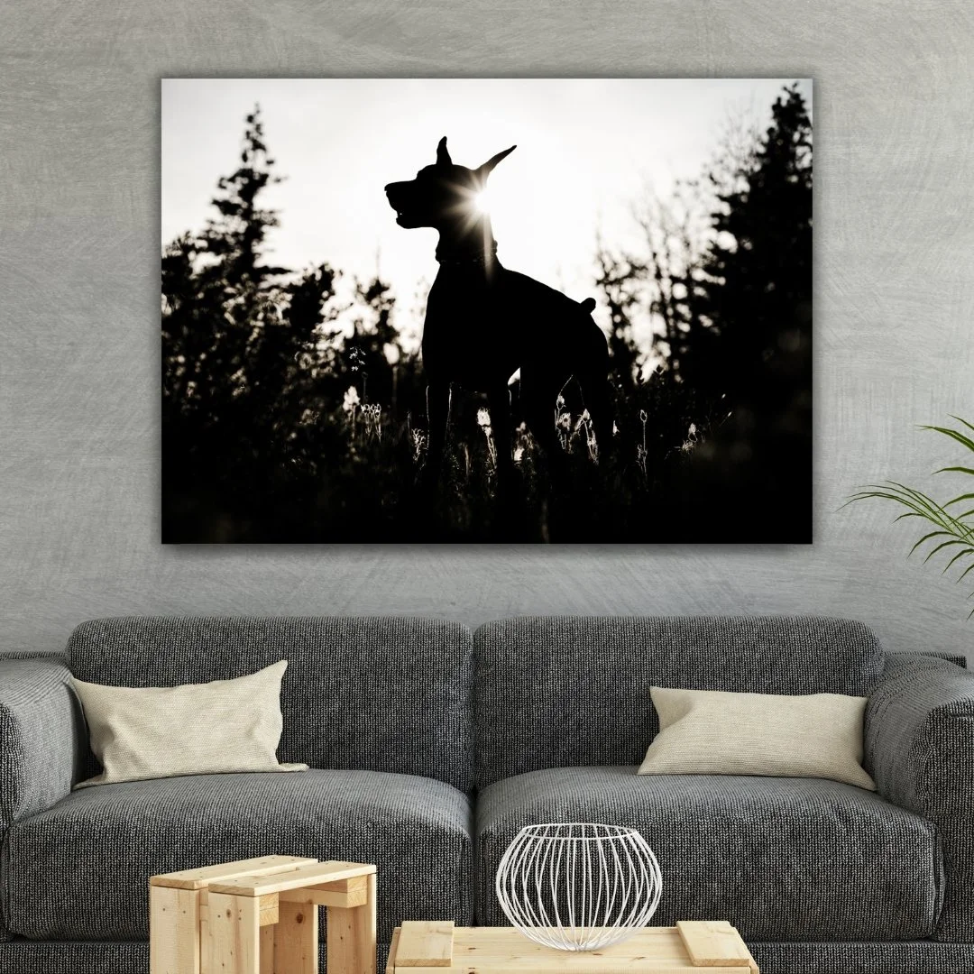 Silhouette of a dog with the sun behind its head, standing outdoors among trees and grass.