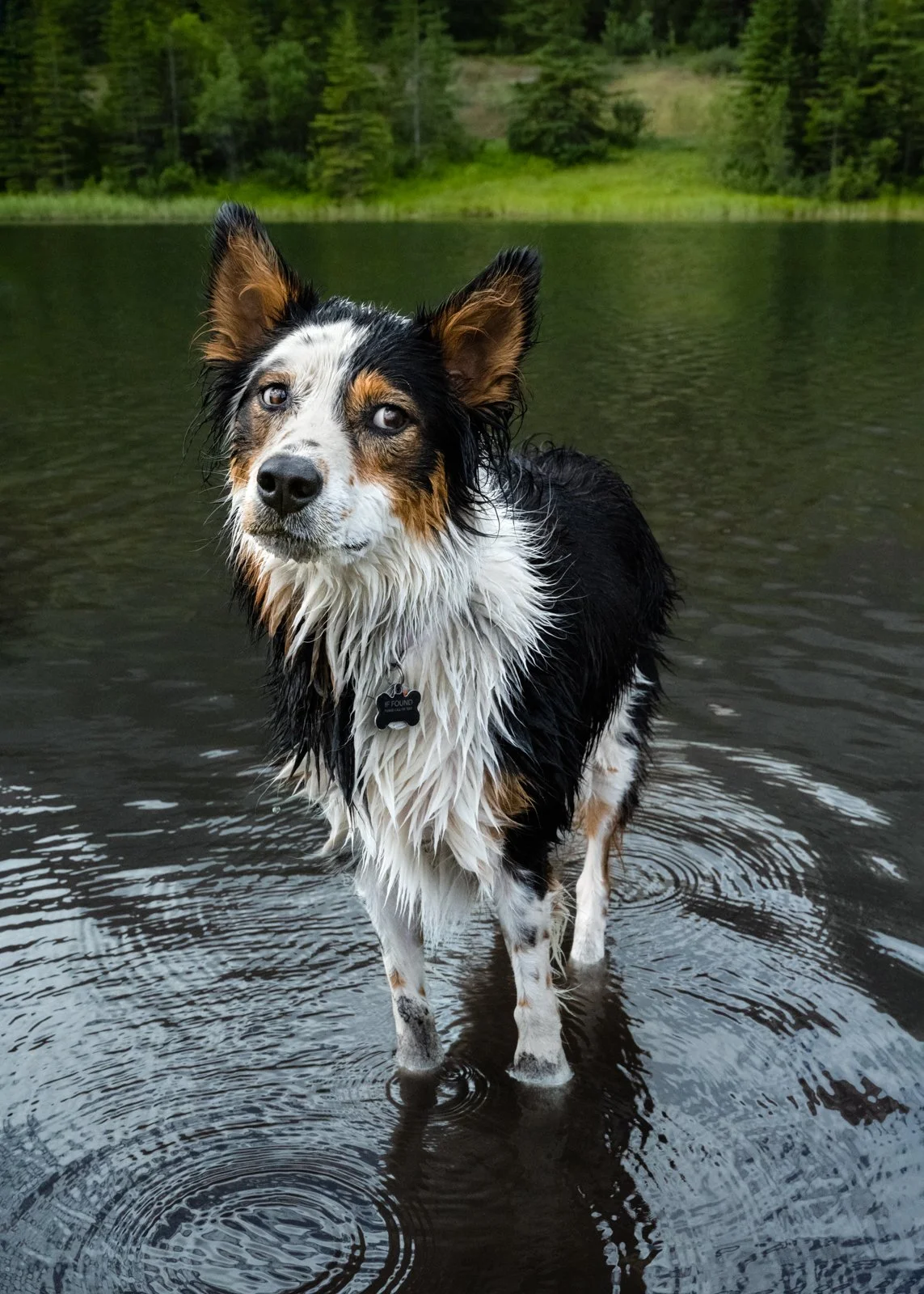 A wet Australian Shepherd dog standing in a body of water with a background of green trees and grassy hills.