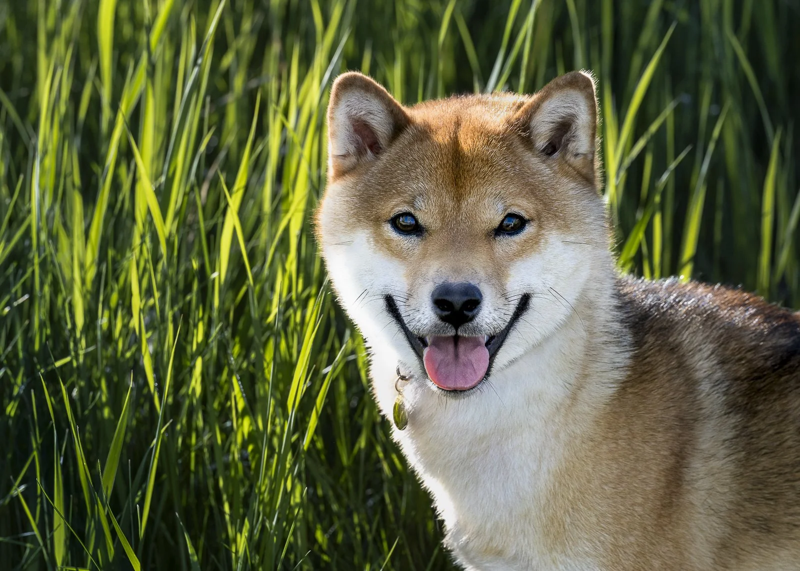A happy red Shiba Inu dog with tan and white fur, smiling with its tongue out, standing in tall green grass.