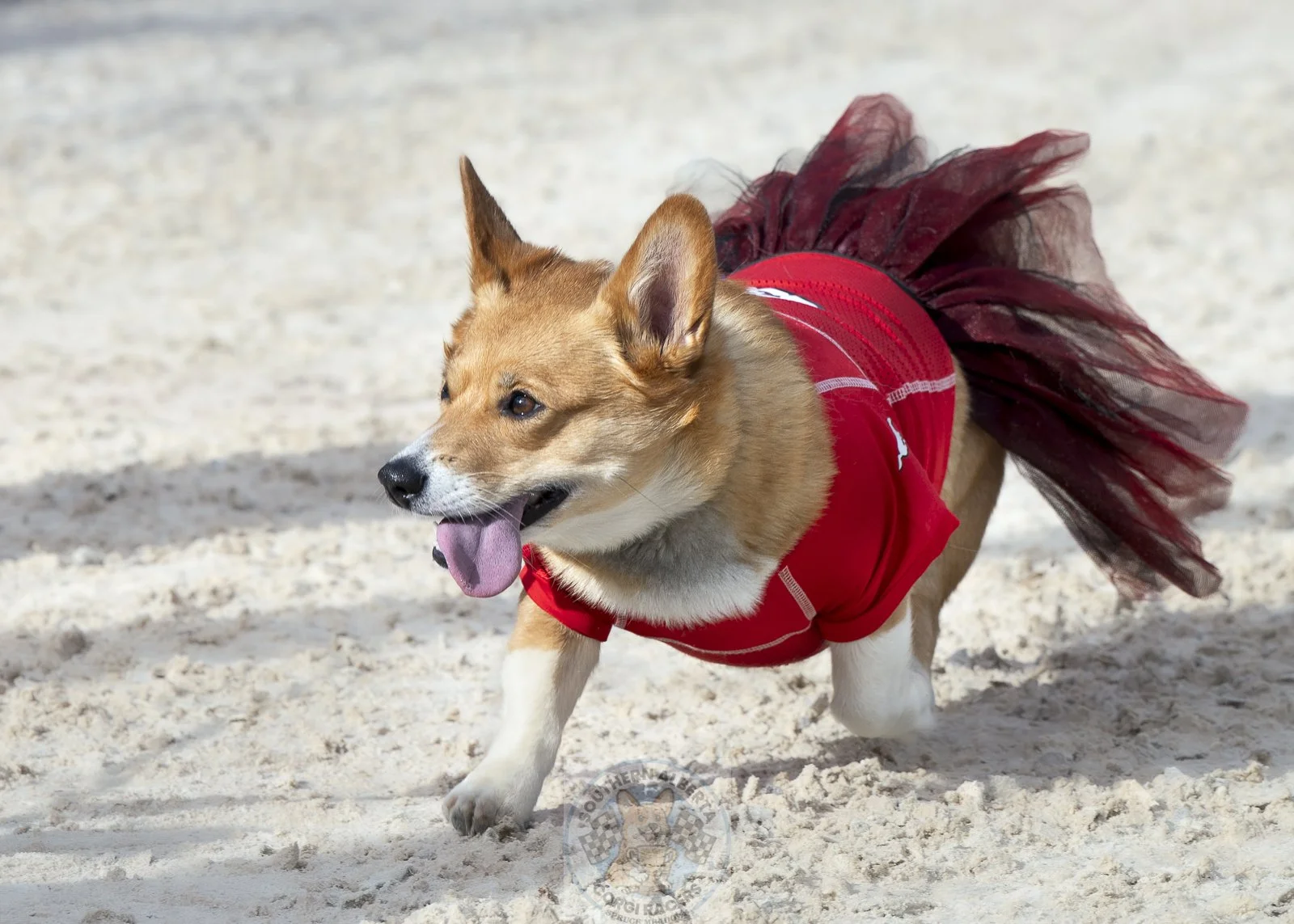A dog wearing a red shirt and a maroon tutu running on sandy ground, tongue out, looking happy.