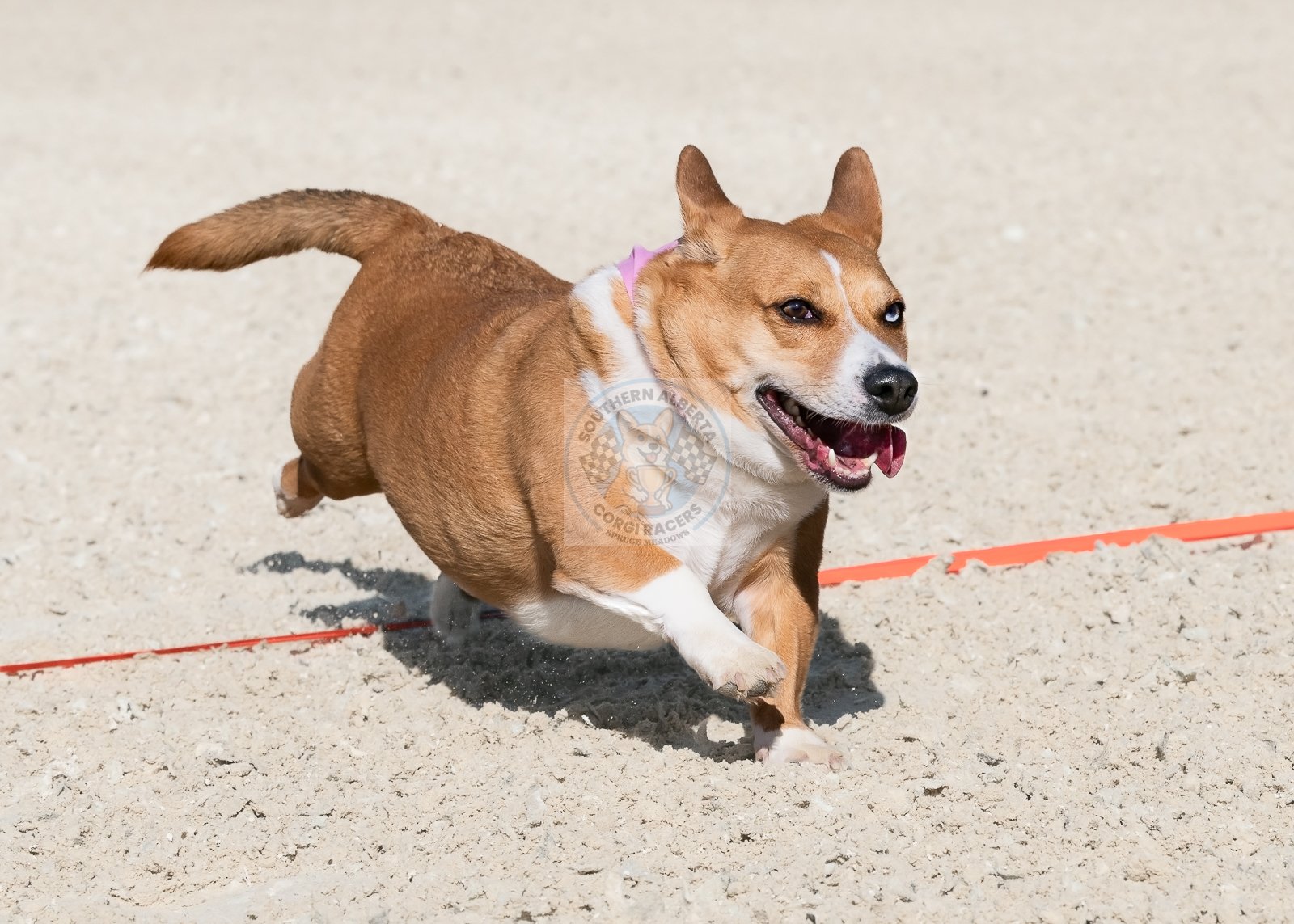 A Pembroke Welsh corgi dog with a blue and a brown eye running on sand at a dog race event.