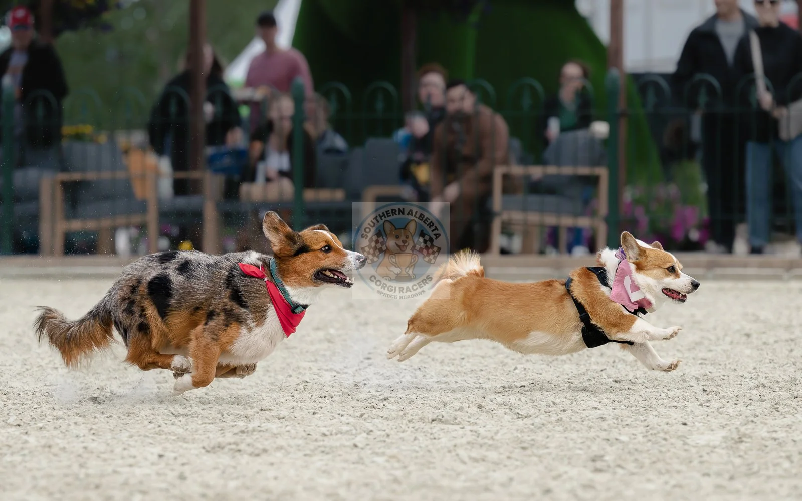 Two corgi dogs racing on a dirt track, one with a red bandana and the other with a pink bandana, with spectators watching behind a green fence.