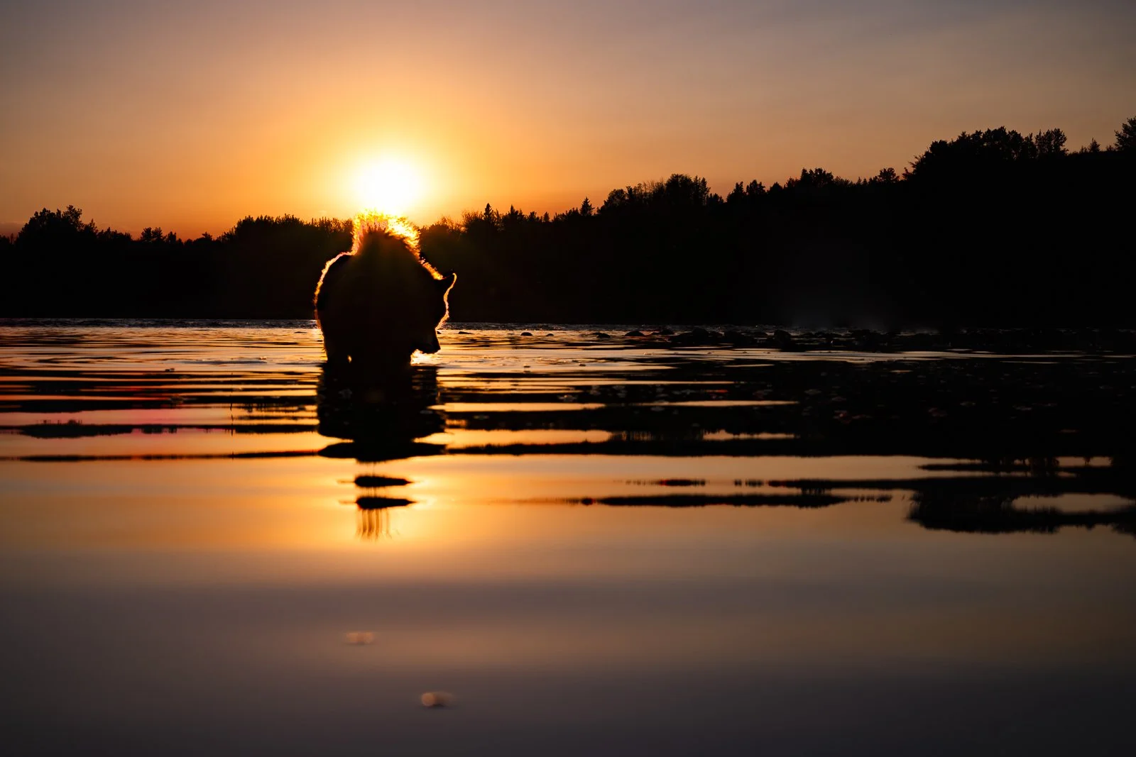 Dog wading in a river at sunset with a silhouetted treeline in the background.