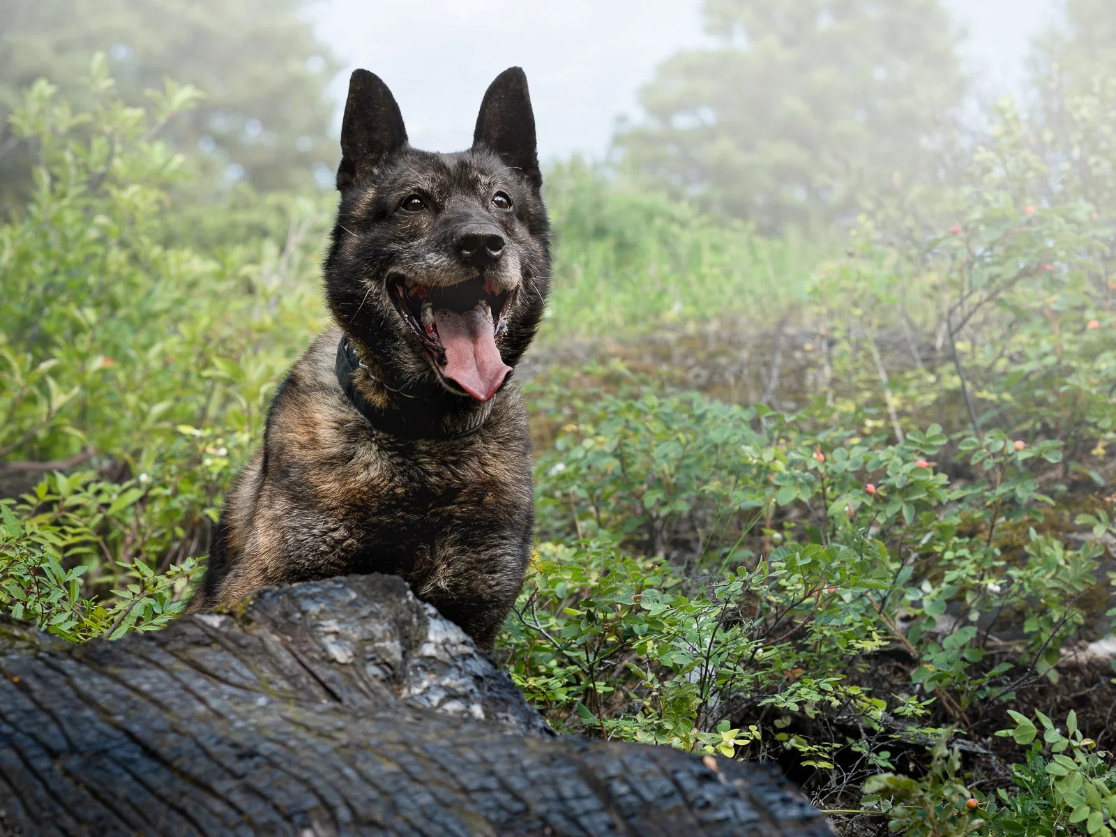 A young, brindle-colored Dutch shepherd dog with pointed ears, yawning in a forested area with green shrubbery and a fallen log in the foreground.