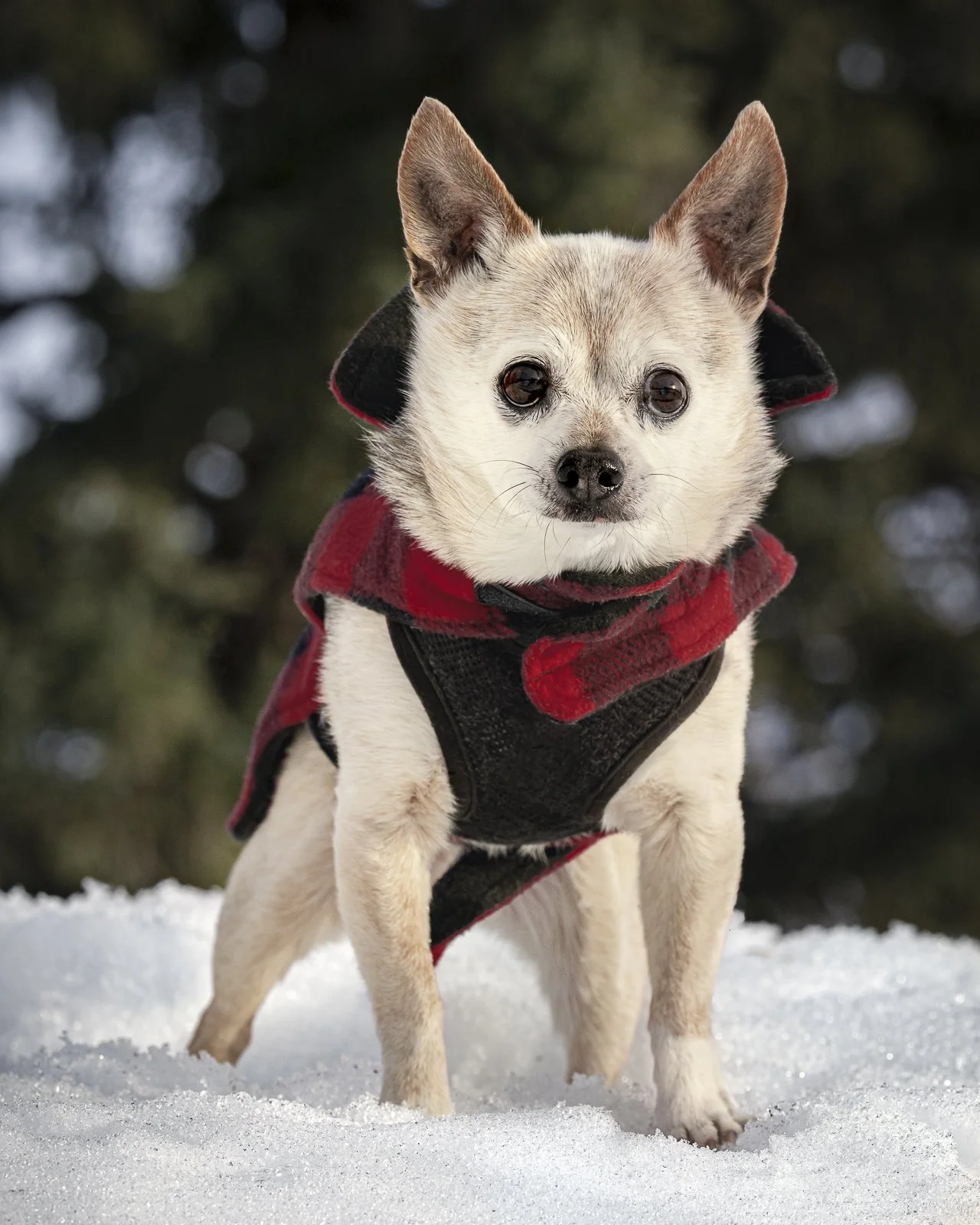 A small dog wearing a red and black jacket standing in the snow with a blurred green tree background.