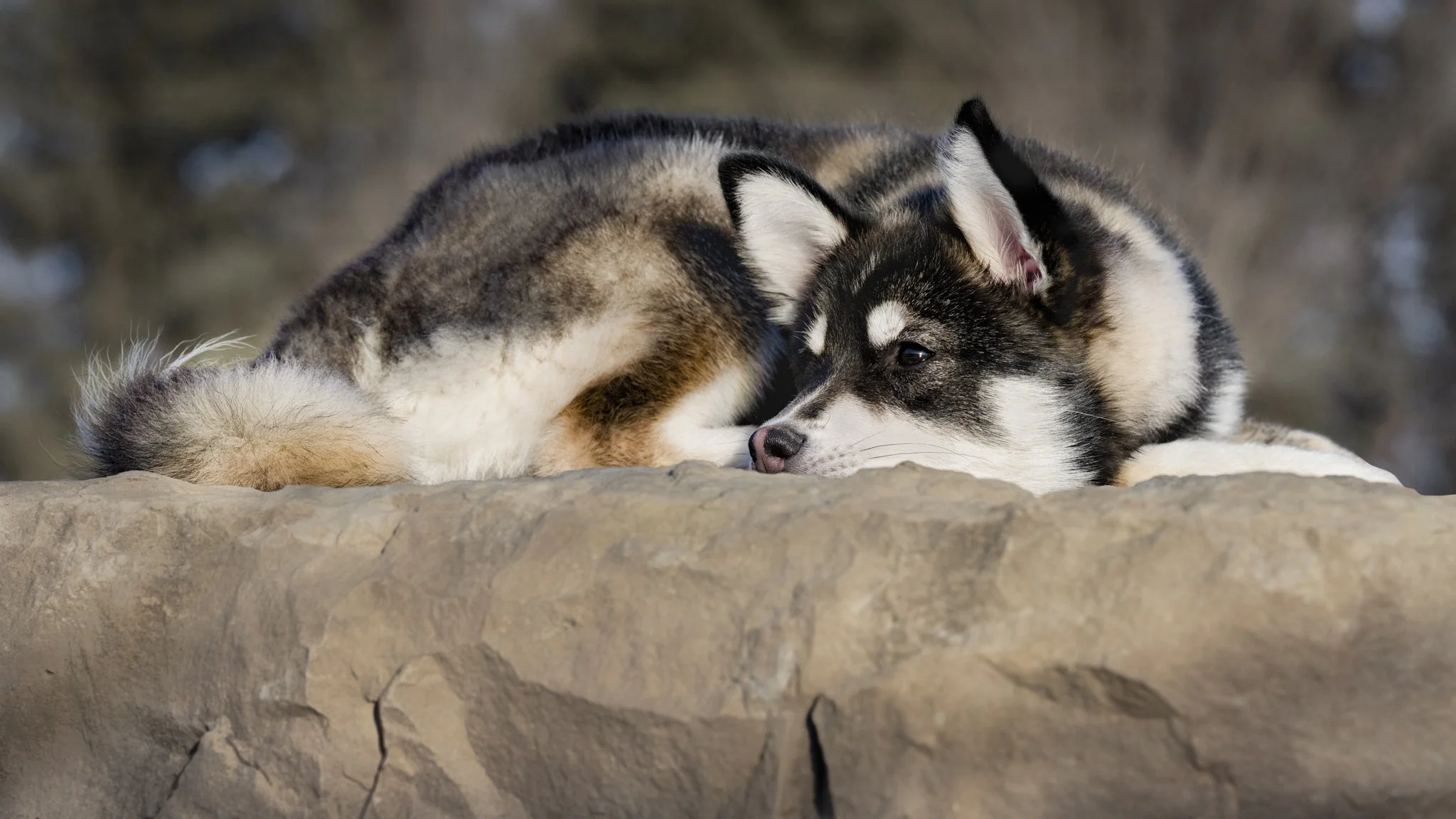 A young Siberian Husky puppy lying on a large rock, resting with its head on the surface, with a blurred outdoor background.