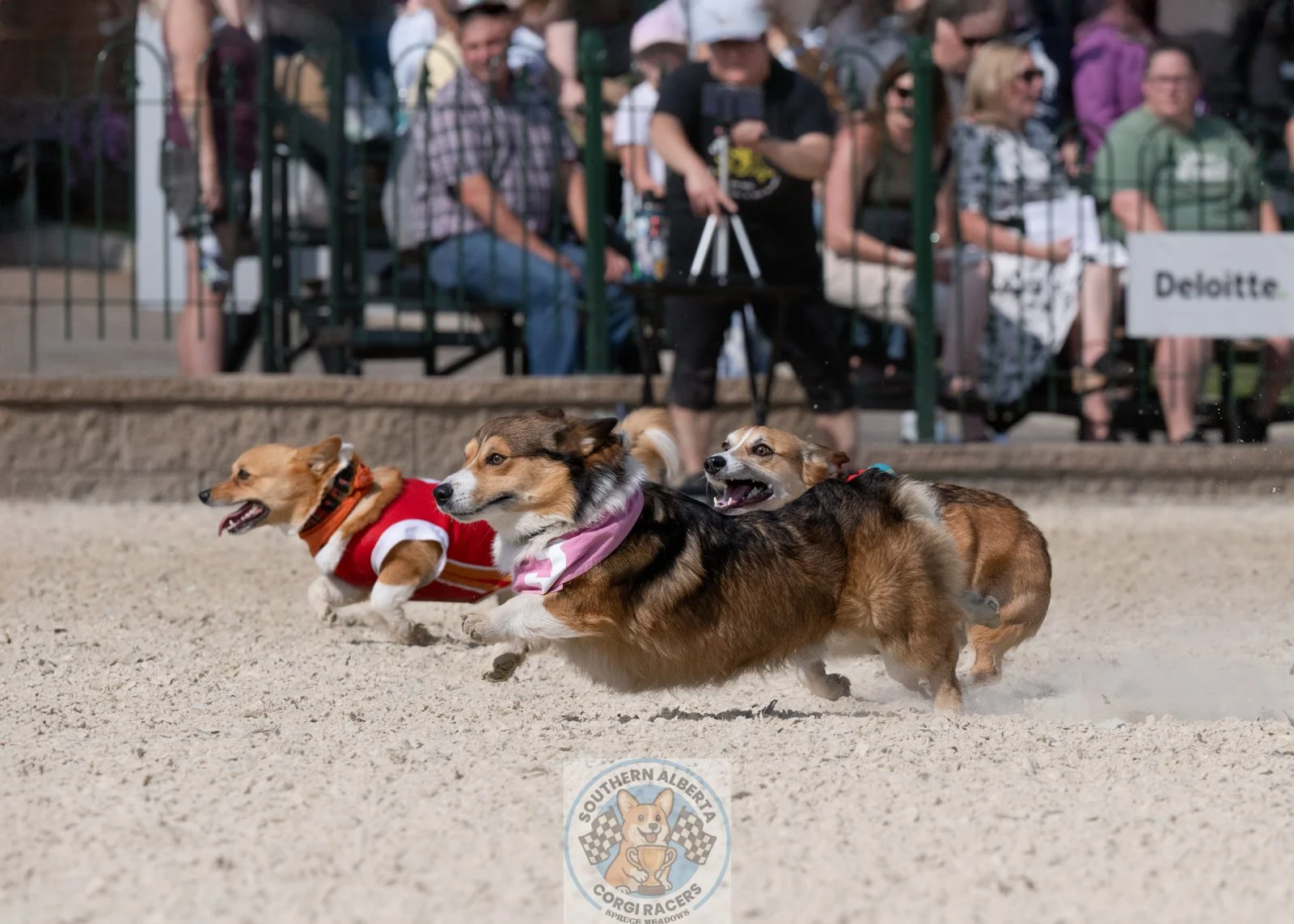 Corgi Yodi Bear Ted Morty.JPG