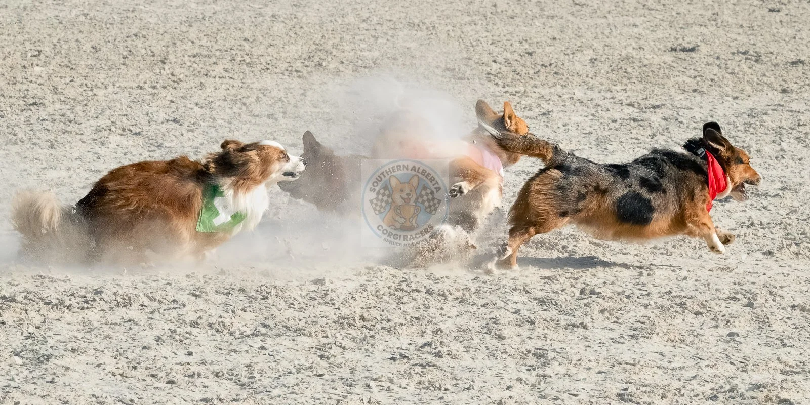 Three dogs playing on a dirt field, one with a green bandana, one with a pink ribbon, and one with a red bandana, chasing each other.