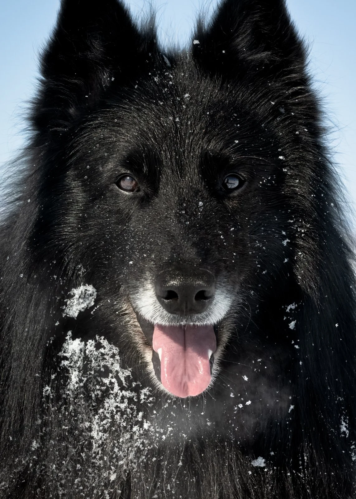 Close-up of a black dog with snow on its fur, sticking out its tongue.