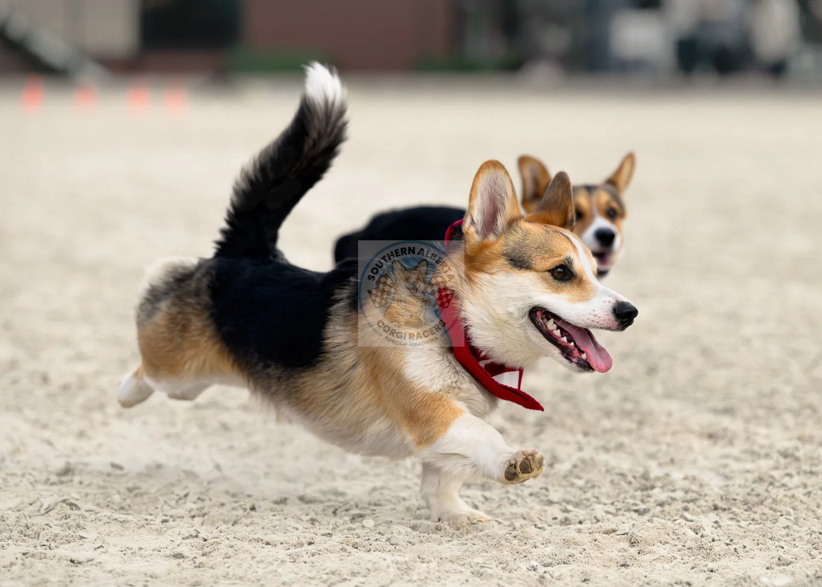 Two corgi dogs running on a sandy surface outdoors with buildings in the background.