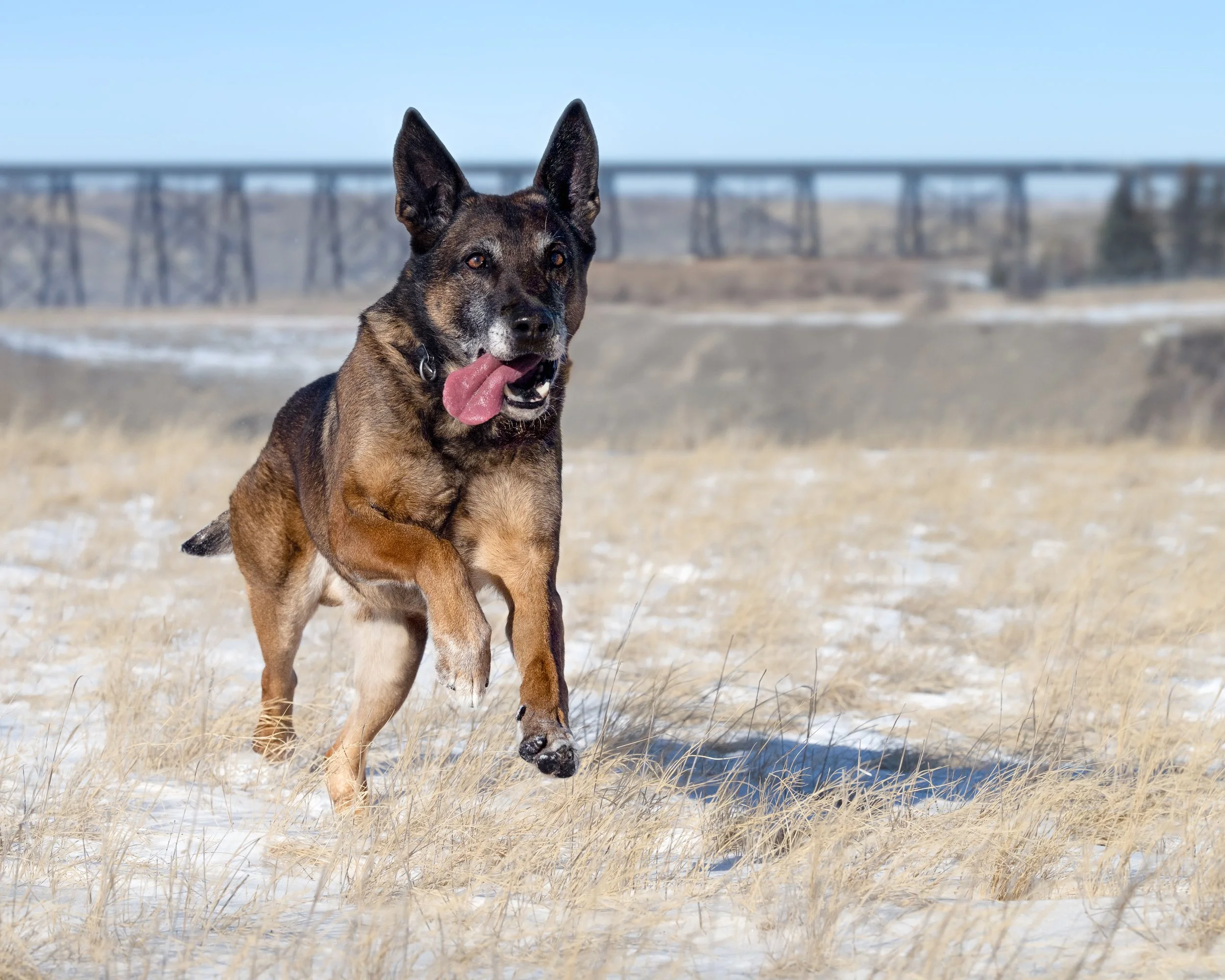Robbie Running Bridge Lethbridge.JPG