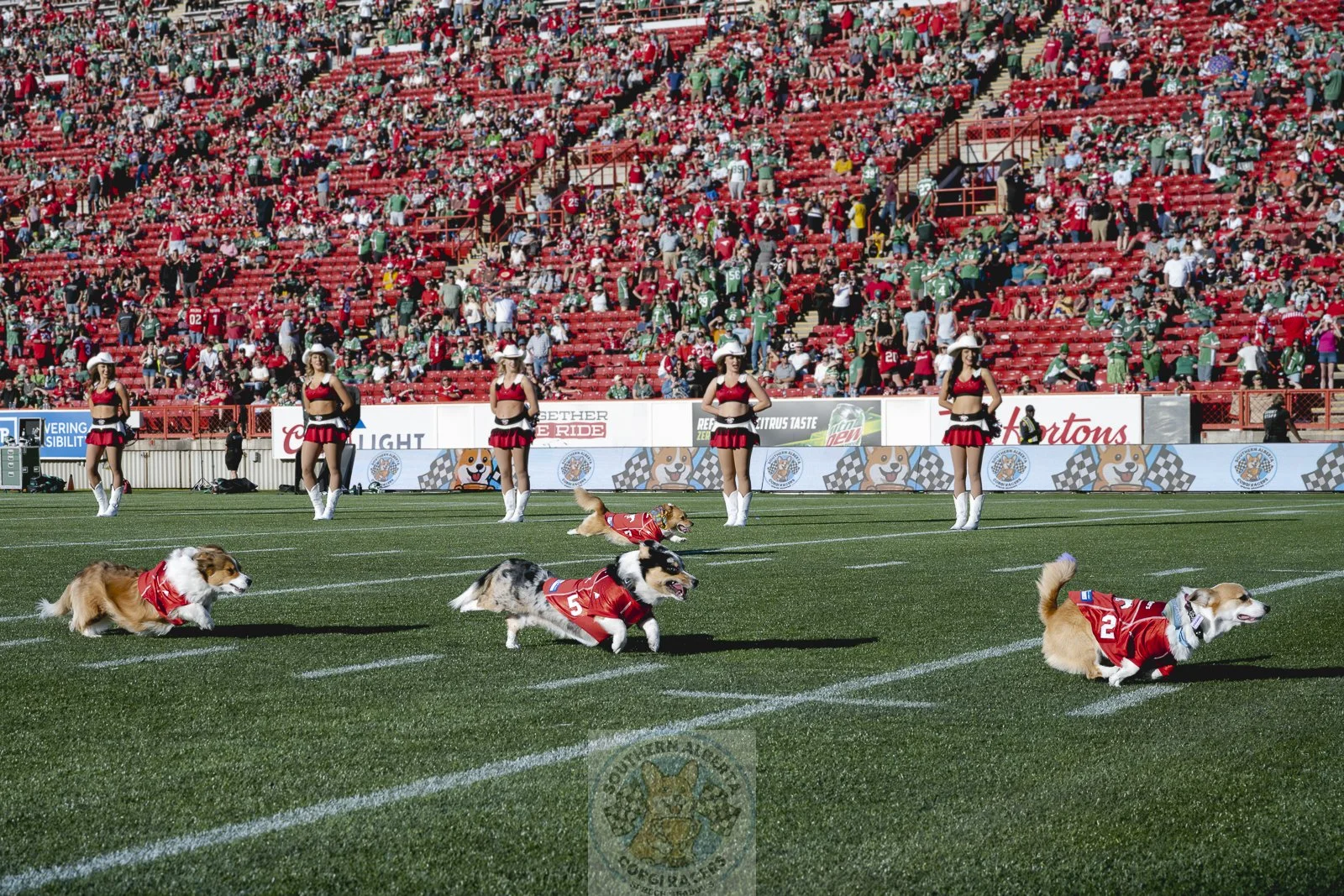 Corgi racers Stampeders football.JPG