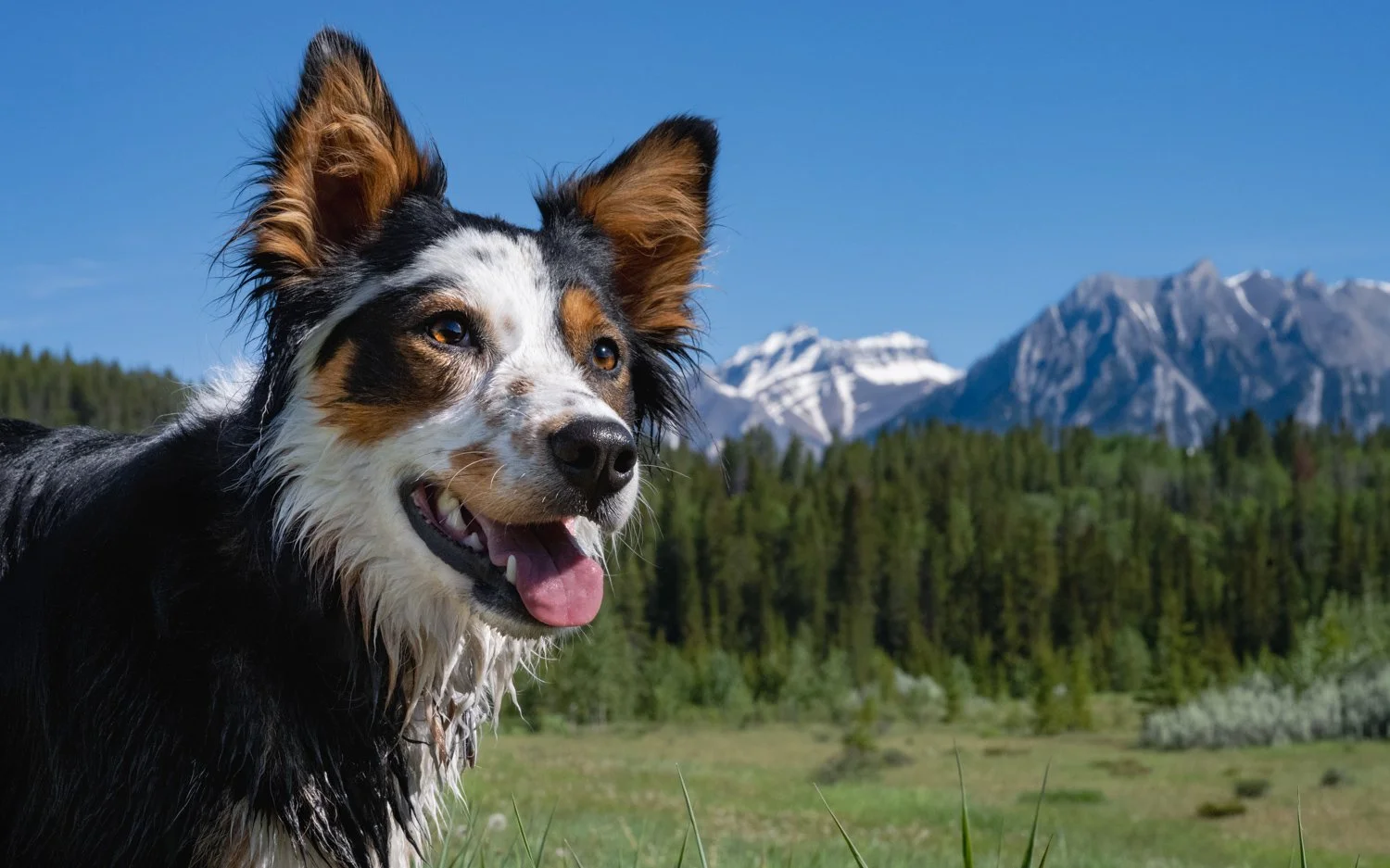 A wet Australian Shepherd dog with a happy expression outdoors, with snow-capped mountains and a green forest in the background.