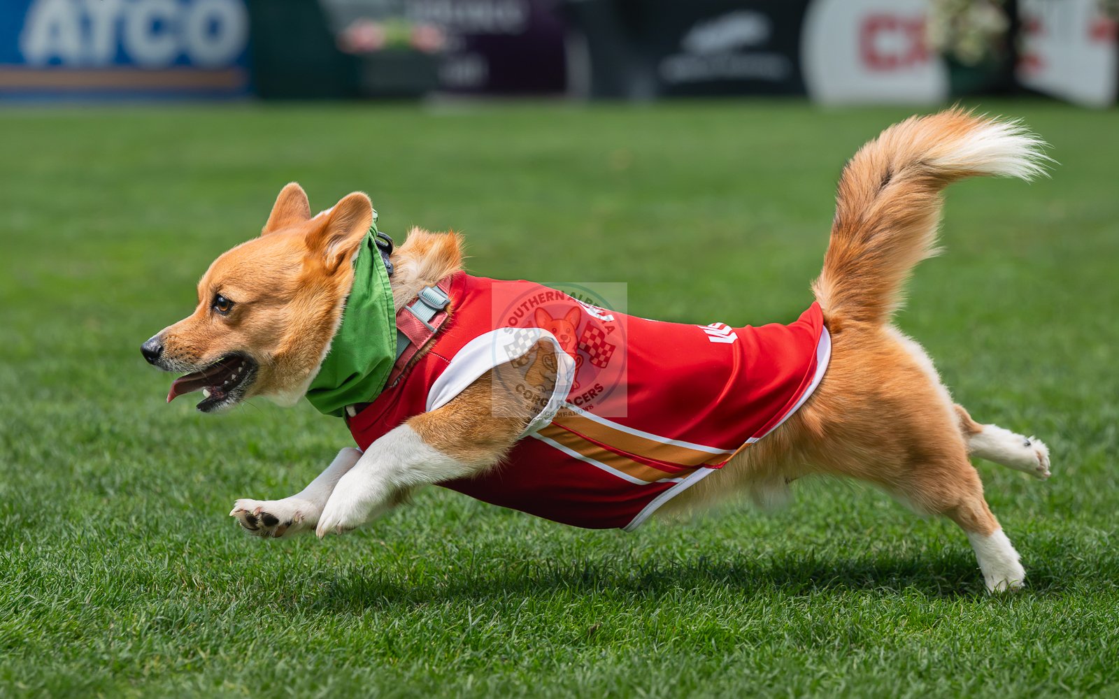 A cute corgi dog in a red sports jersey and green neck cooler running on a grassy field.