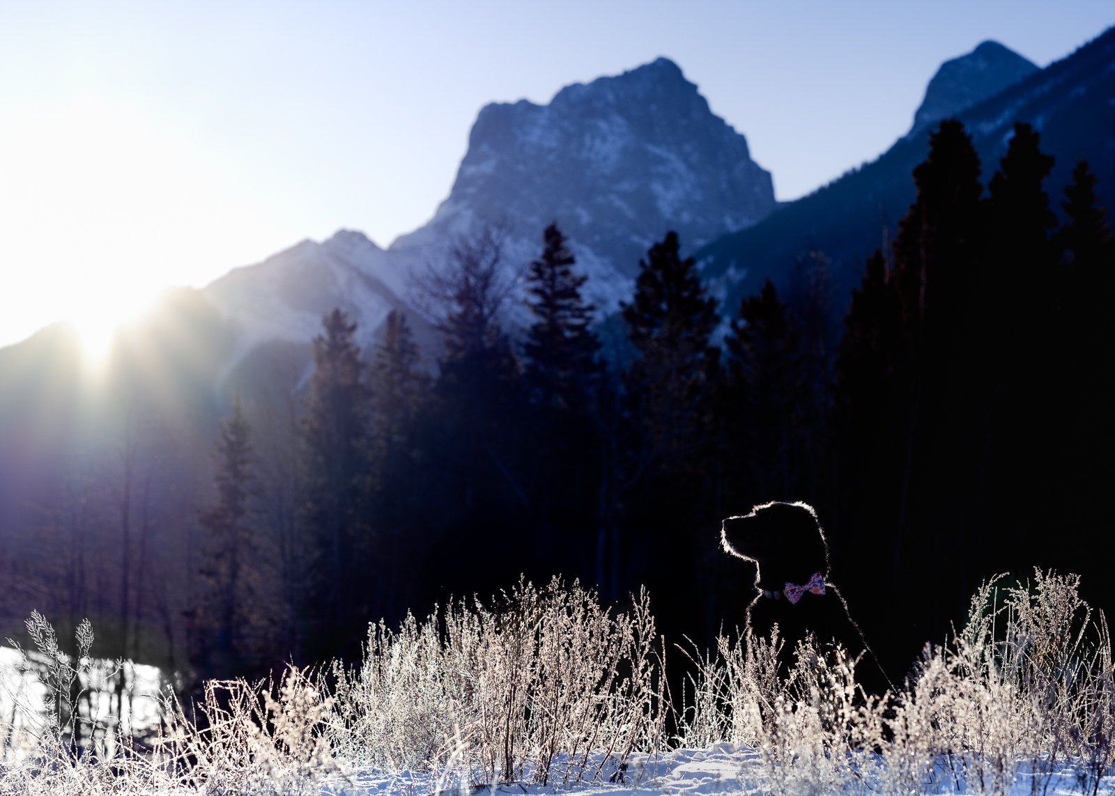 A silhouette of a dog wearing a pink bow tie sitting in a snow-covered field, with tall trees and snow-capped mountains in the background during a sunrise.