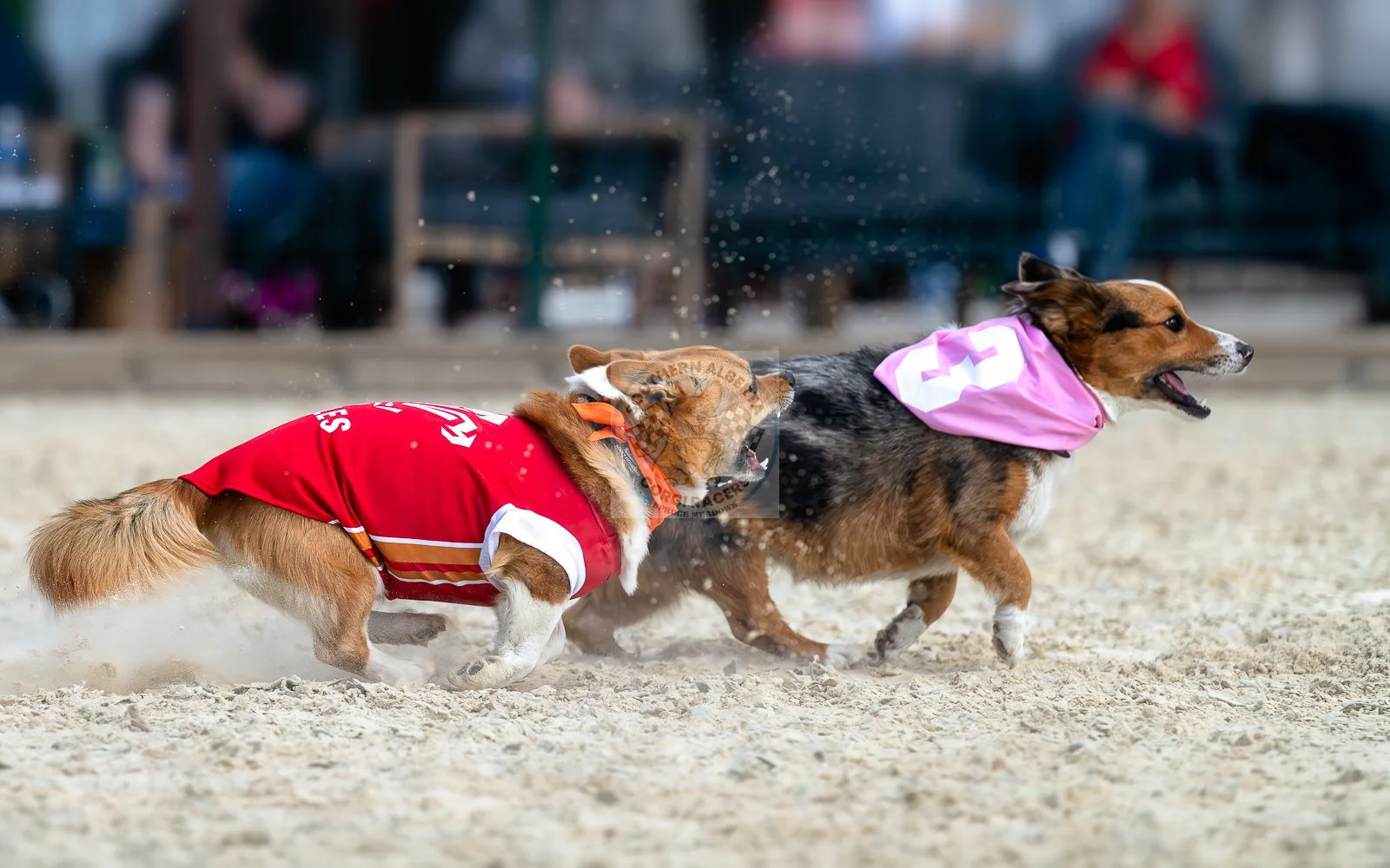 Two corgis racing on a sandy track, wearing colorful sports jerseys and bandanas, with blurred spectators in the background.