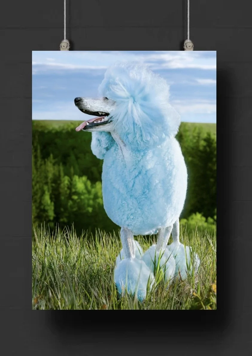 Photo of a poodle with the body of a sheep, posed outdoors in a grassy field with a blue sky and clouds in the background.