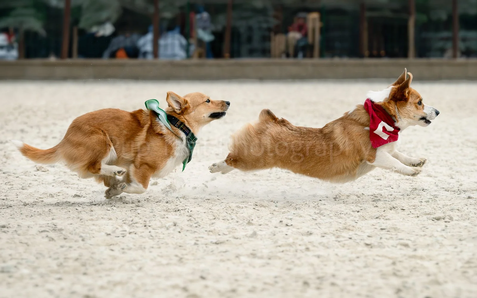 Corgi races Goose Joey Running Together.JPG