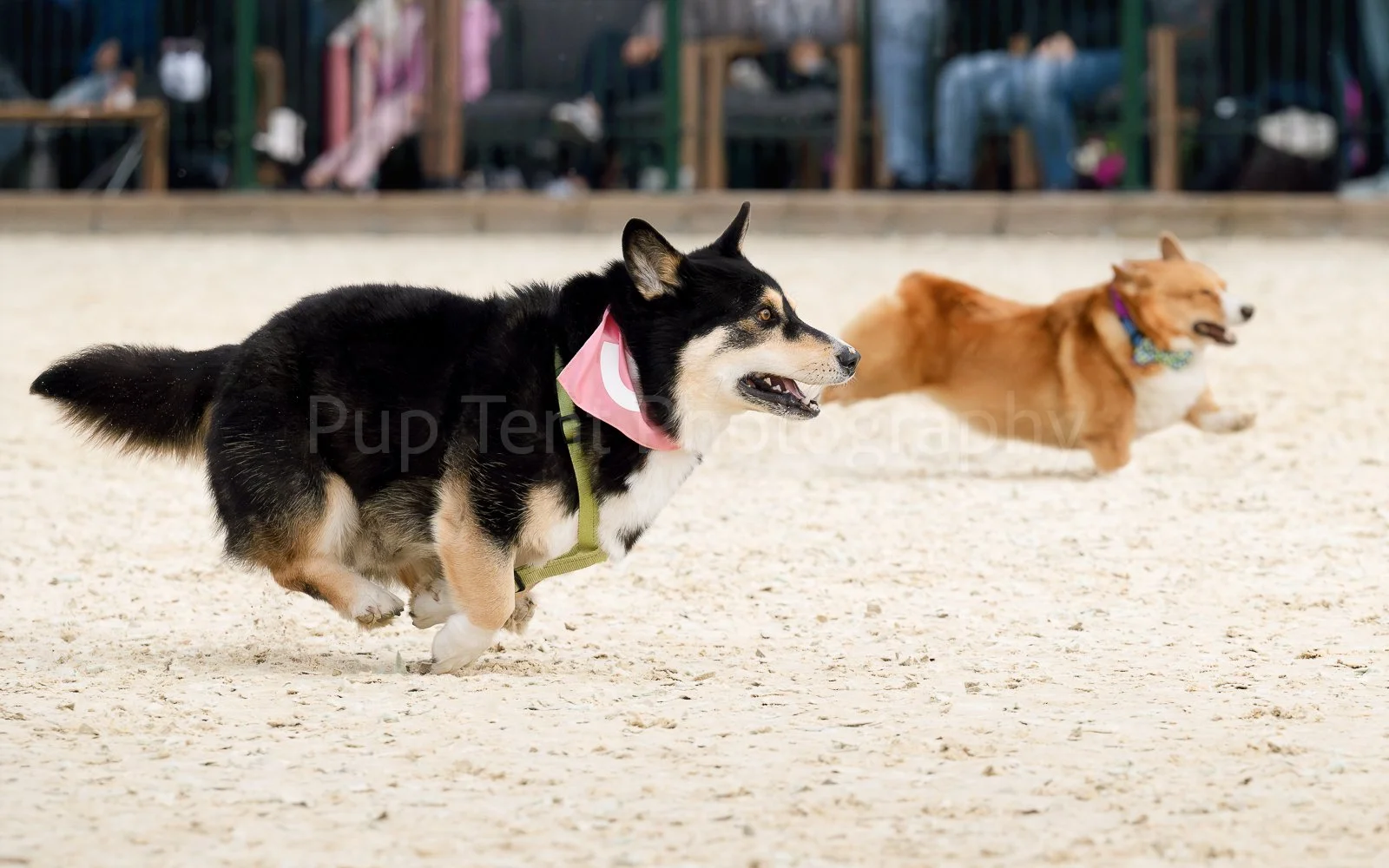 Corgi racing Bodhi racing AB.JPG