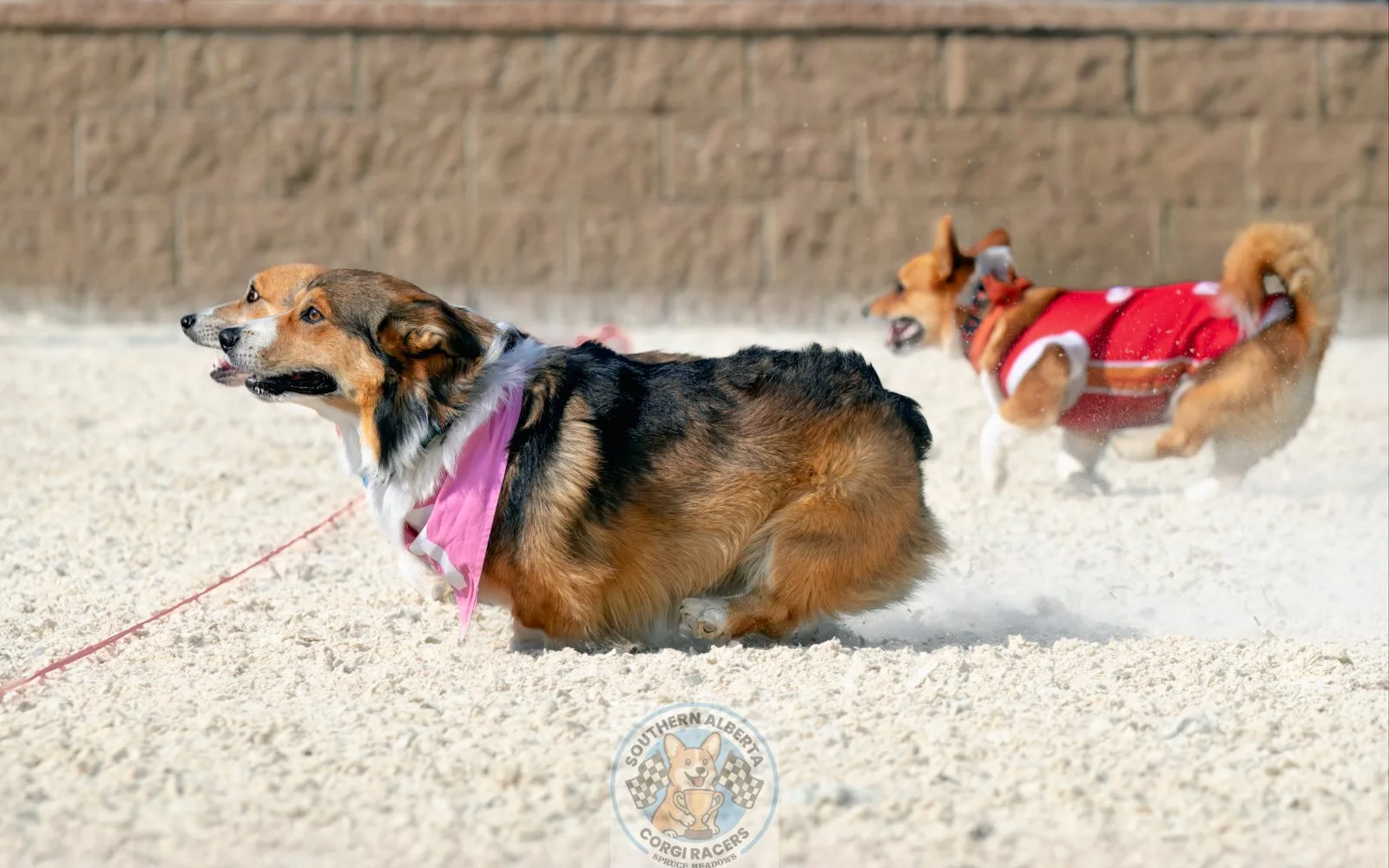 Corgi Morty by a Nose.JPG