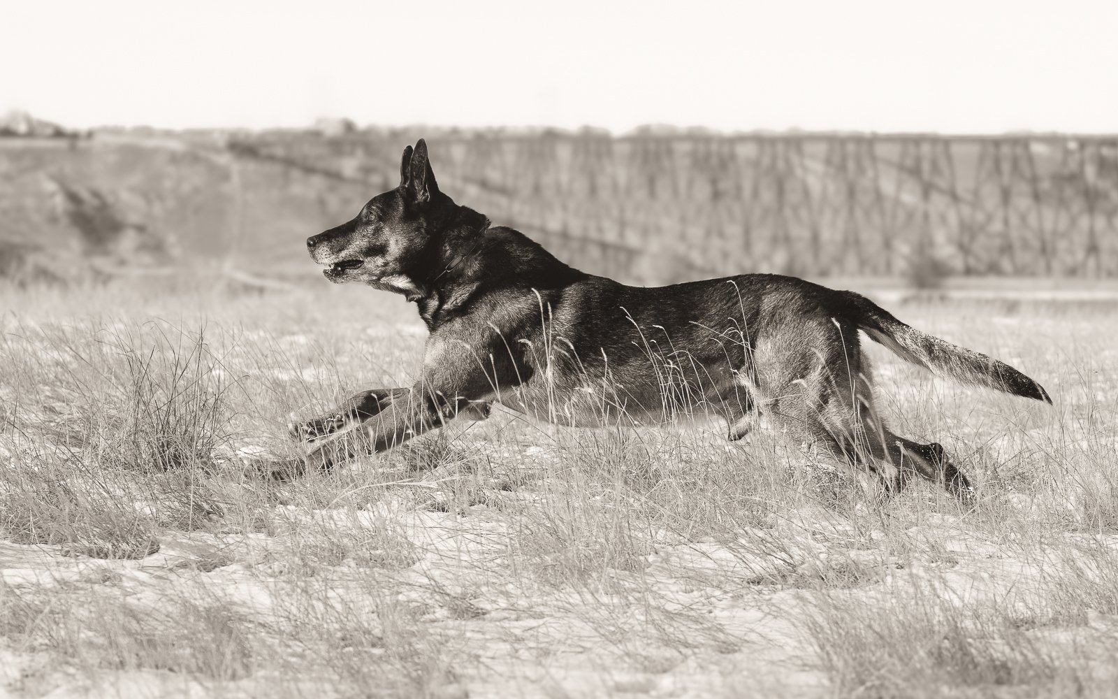 A black and tan German Shepherd or similar breed dog, lying in a grassy field with a bridge in the background, on a clear day.
