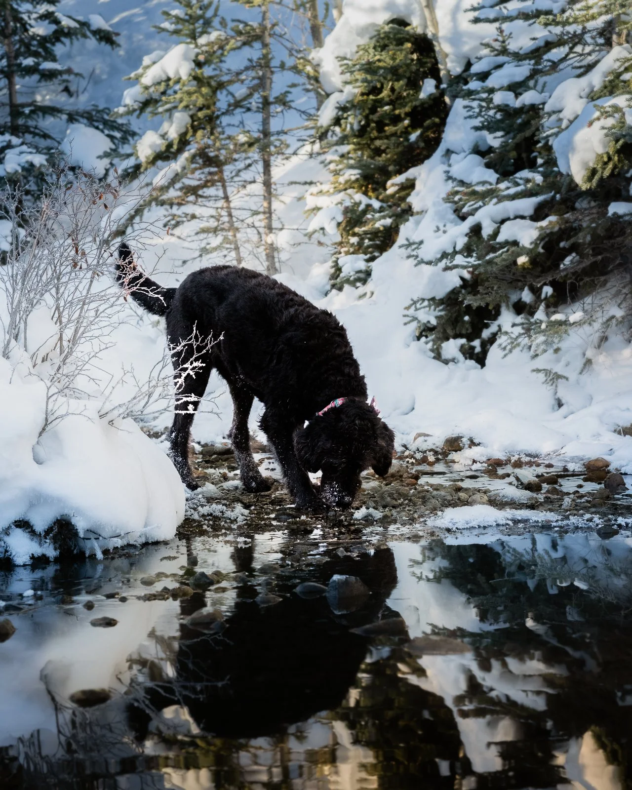 A black labradoodle dog with a pink collar drinking water from a small stream in a snow-covered forest during winter.