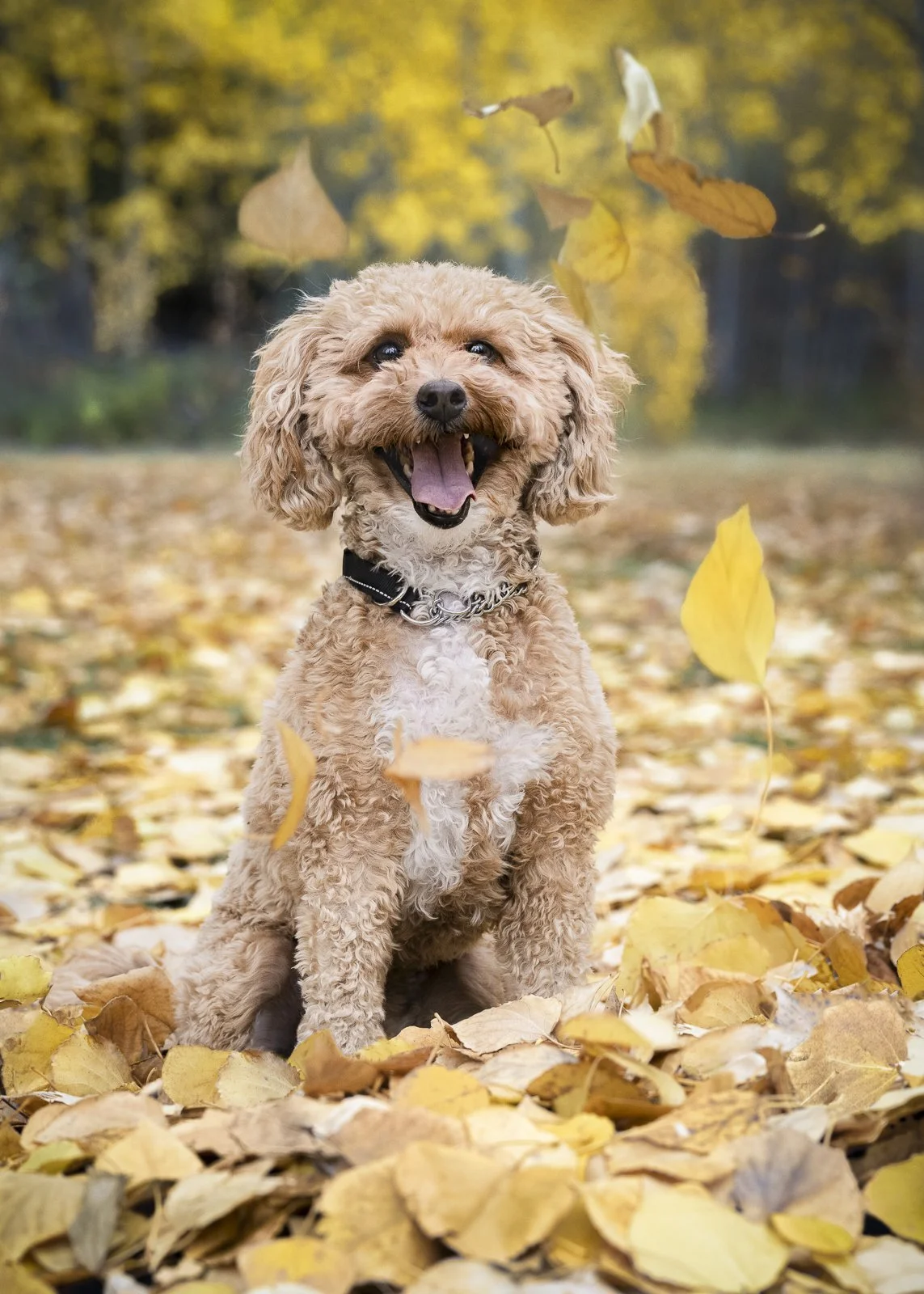 Happy curly-haired dog sitting among fallen autumn leaves in a park with trees in the background.