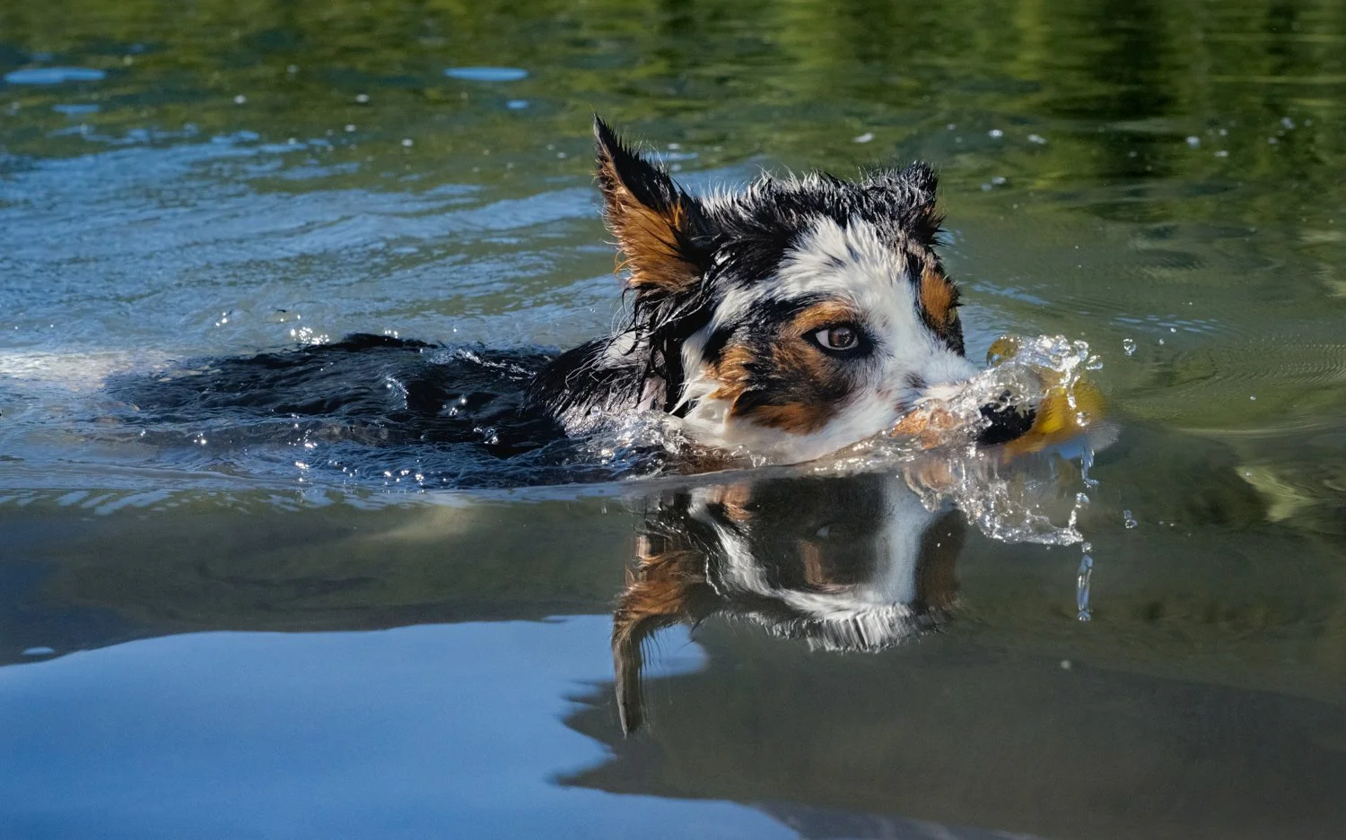 Dog swimming in a body of water with its head partially submerged.